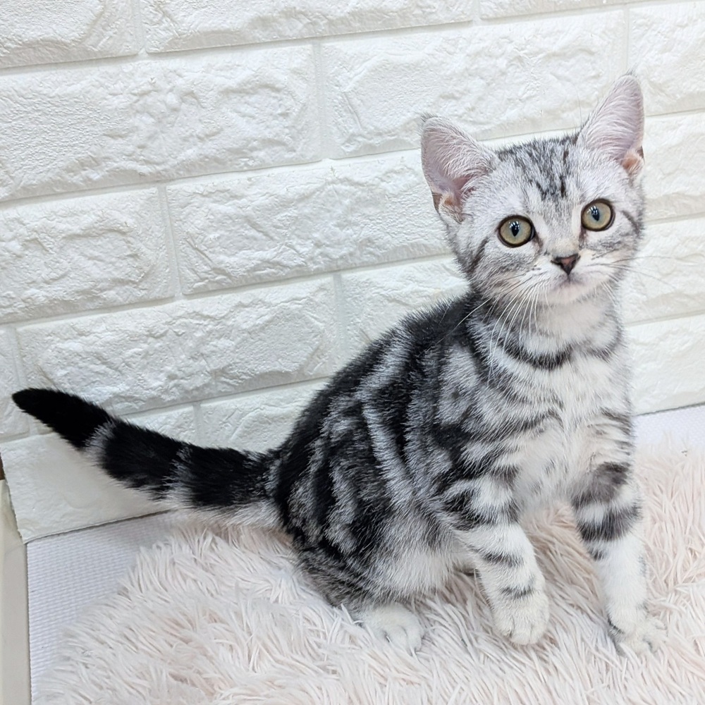 アメリカンショートヘア男の子の写真