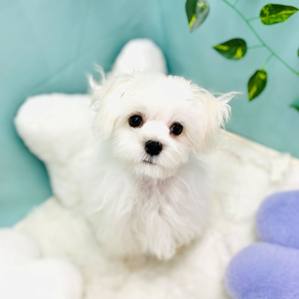 愛知県のマルチーズ (犬の家＆猫の里愛知刈谷店/2025年10月8日生まれ/男の子/ホワイト)の子犬の1枚目の画像