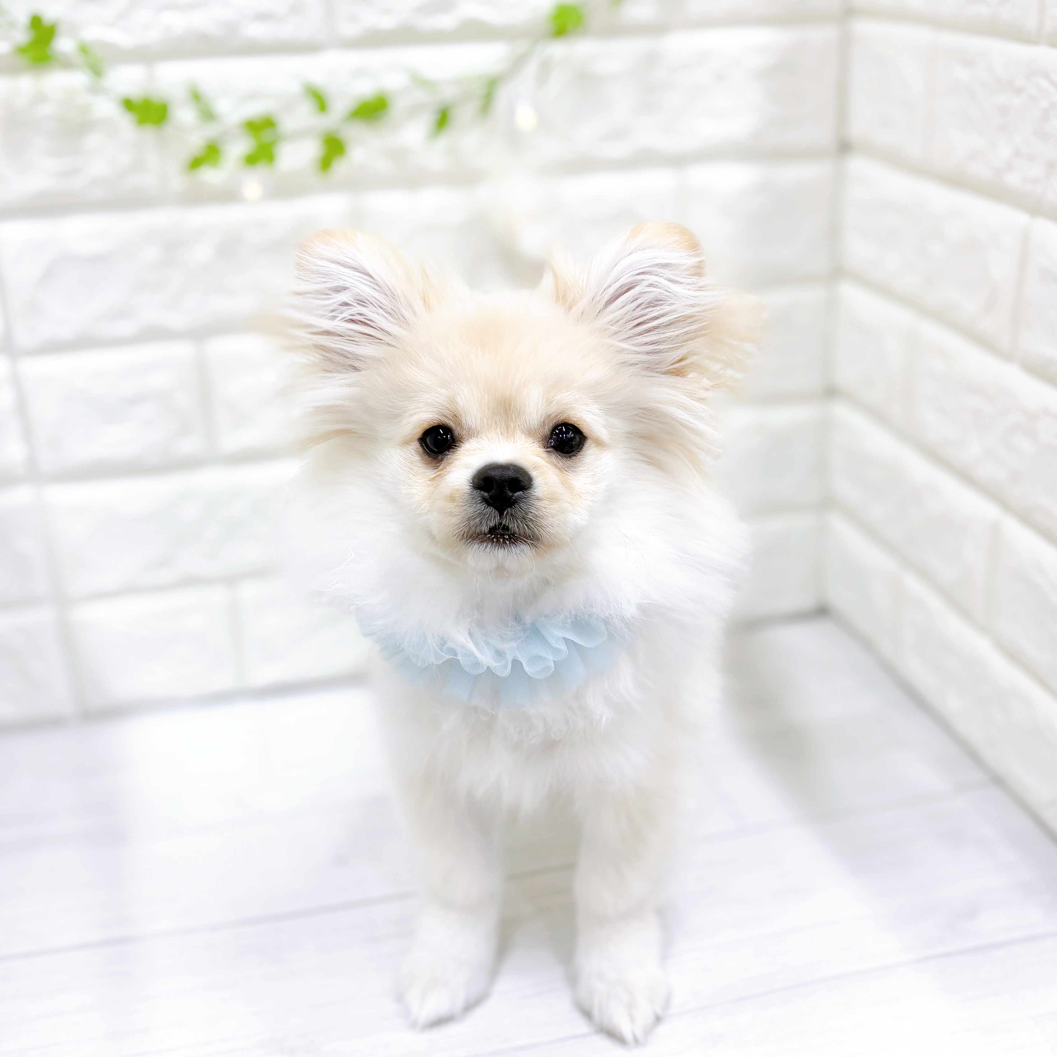 福井県のペキポメ/ポメペキ(ペキニーズ×ポメラニアン) (犬の家＆猫の里アミーゴ福井店/2025年10月21日生まれ/男の子/クリーム)の子犬の1枚目の画像