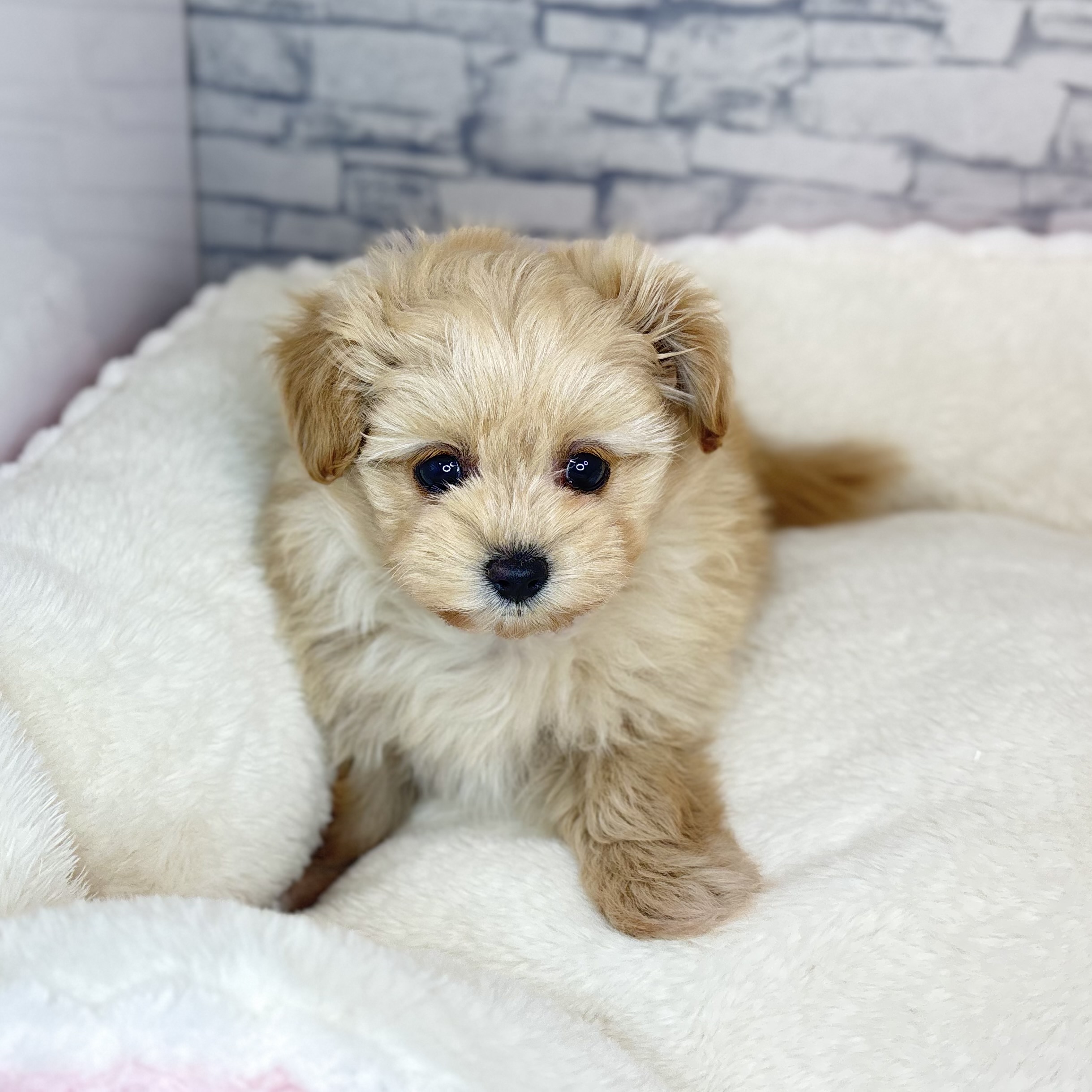 長野県のポメプー(ポメラニアン×プードル) (犬の家＆猫の里長野店/2025年10月19日生まれ/女の子/アプリコット)の子犬の1枚目の画像