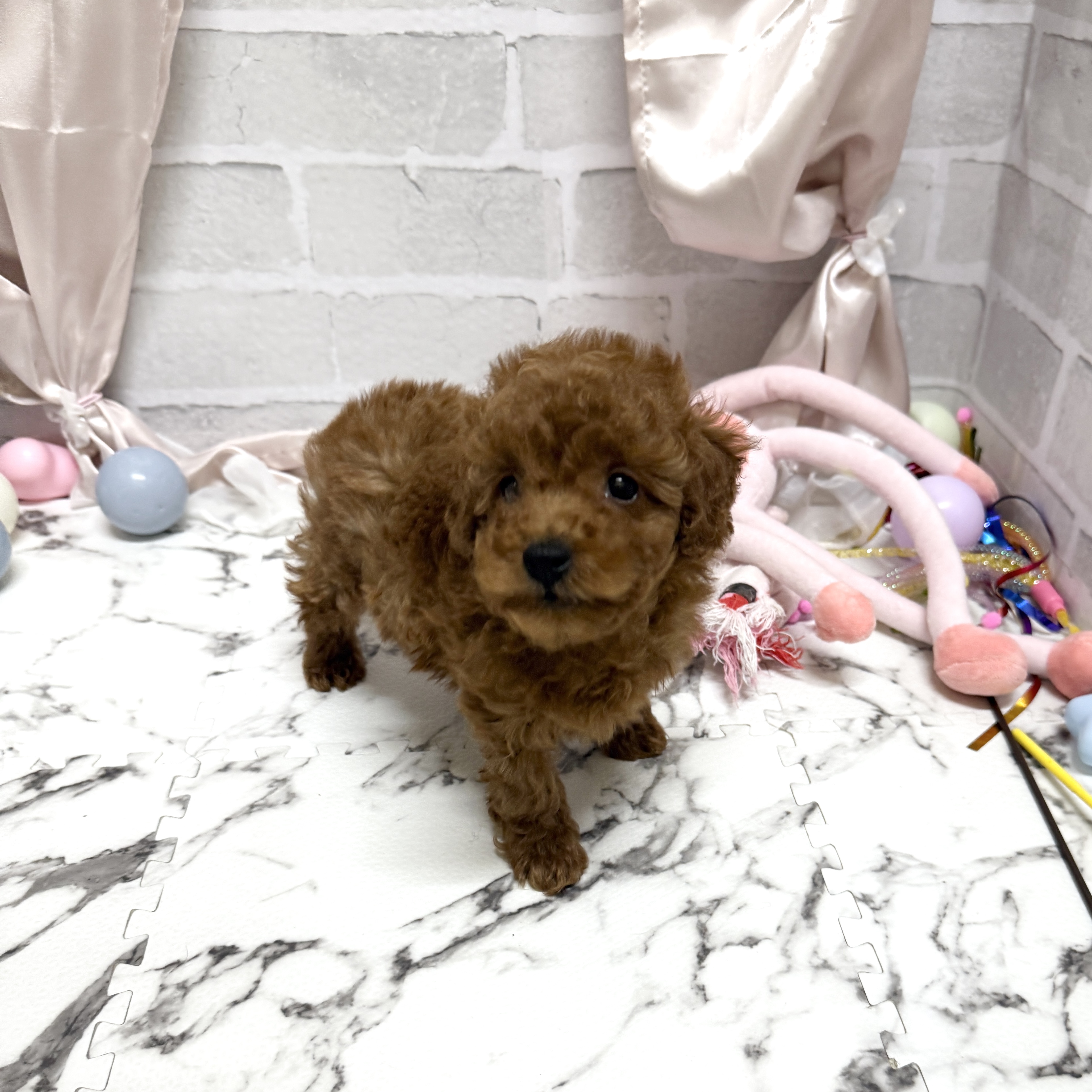 レッド(赤系)のトイプードルの子犬一覧 | ペットショップ 犬の家&猫の