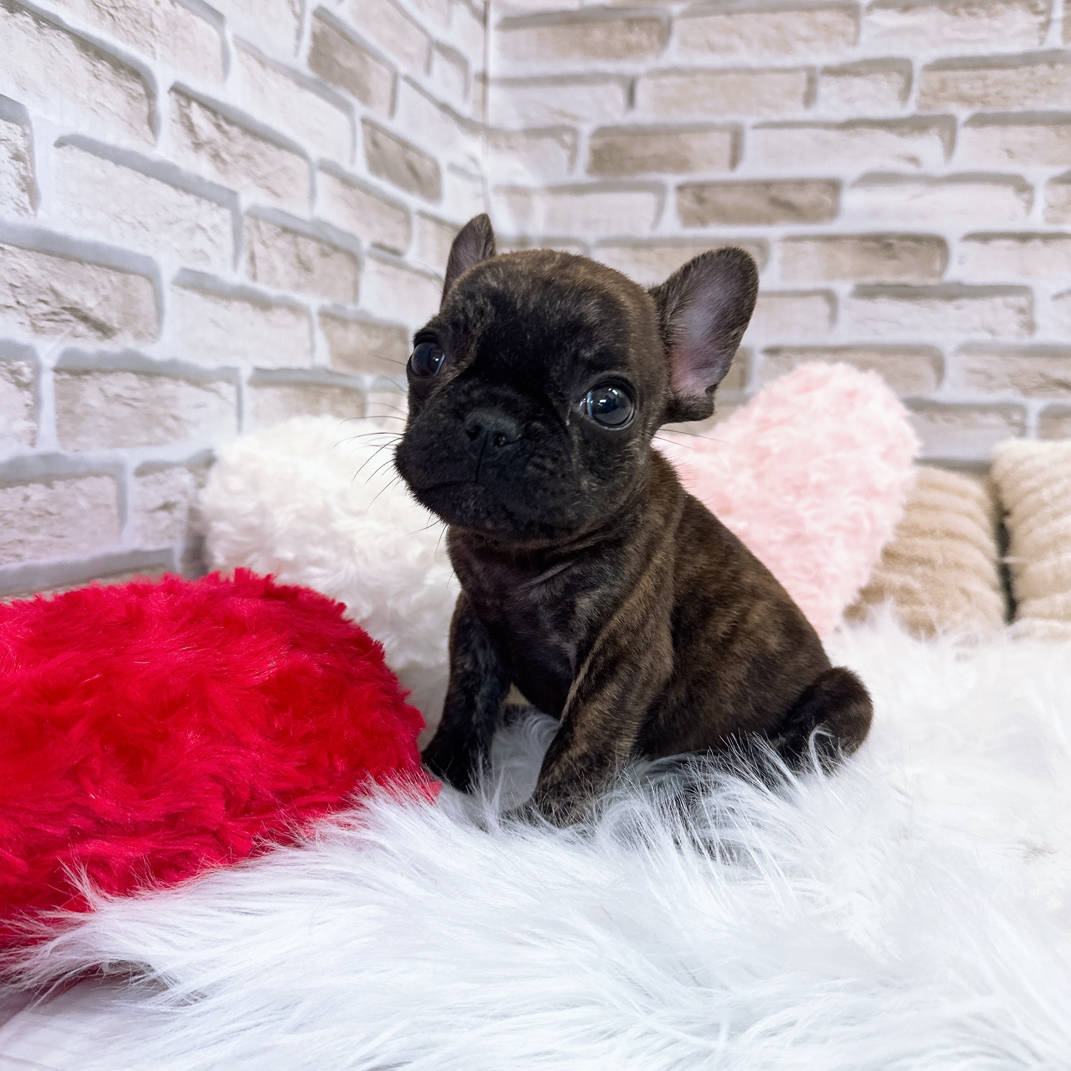 神奈川県のフレンチブルドッグ (犬の家＆猫の里モザイクモール港北店/2025年10月16日生まれ/男の子/ブリンドル)の子犬の1枚目の画像