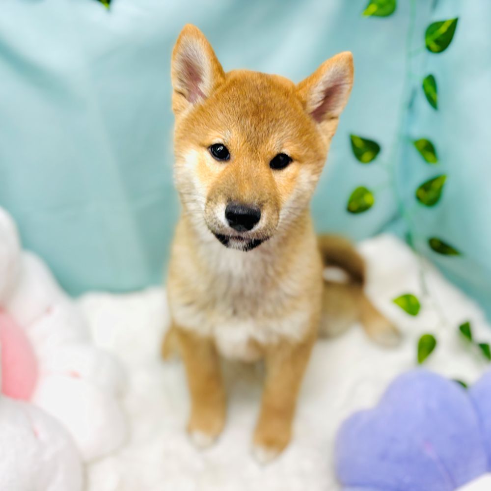 柴犬男の子の写真