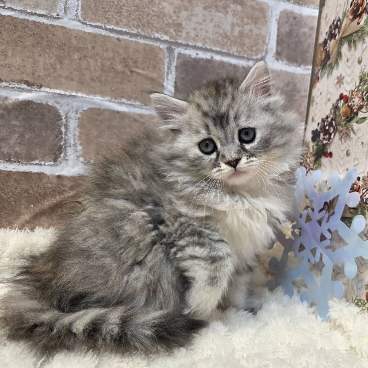 サイベリアン(シルバーマッカレルタビー)の子猫を価格や特徴で探す