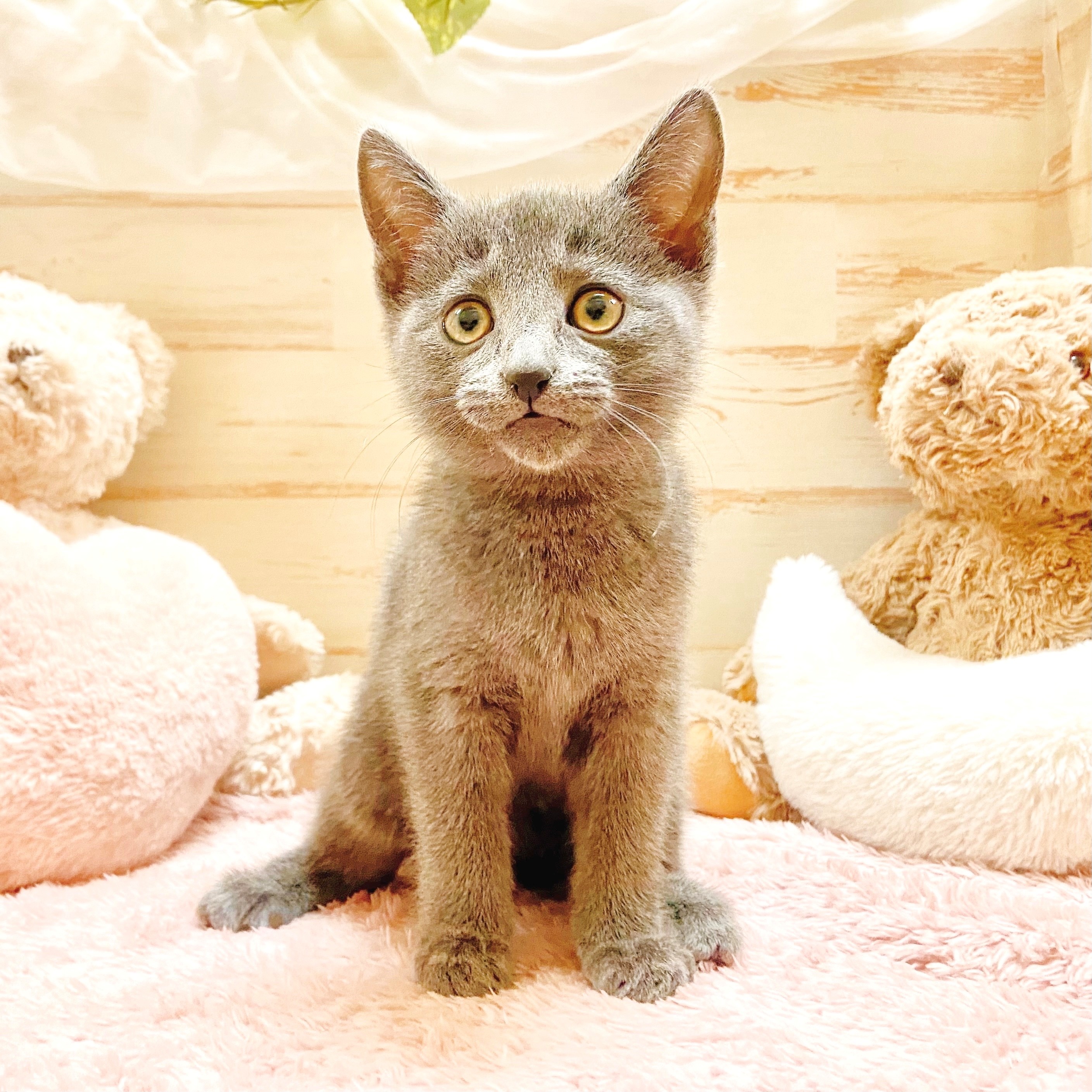 兵庫県のロシアンブルー (犬の家＆猫の里神戸店/2025年10月15日生まれ/男の子/ブルー)の子猫の1枚目の画像