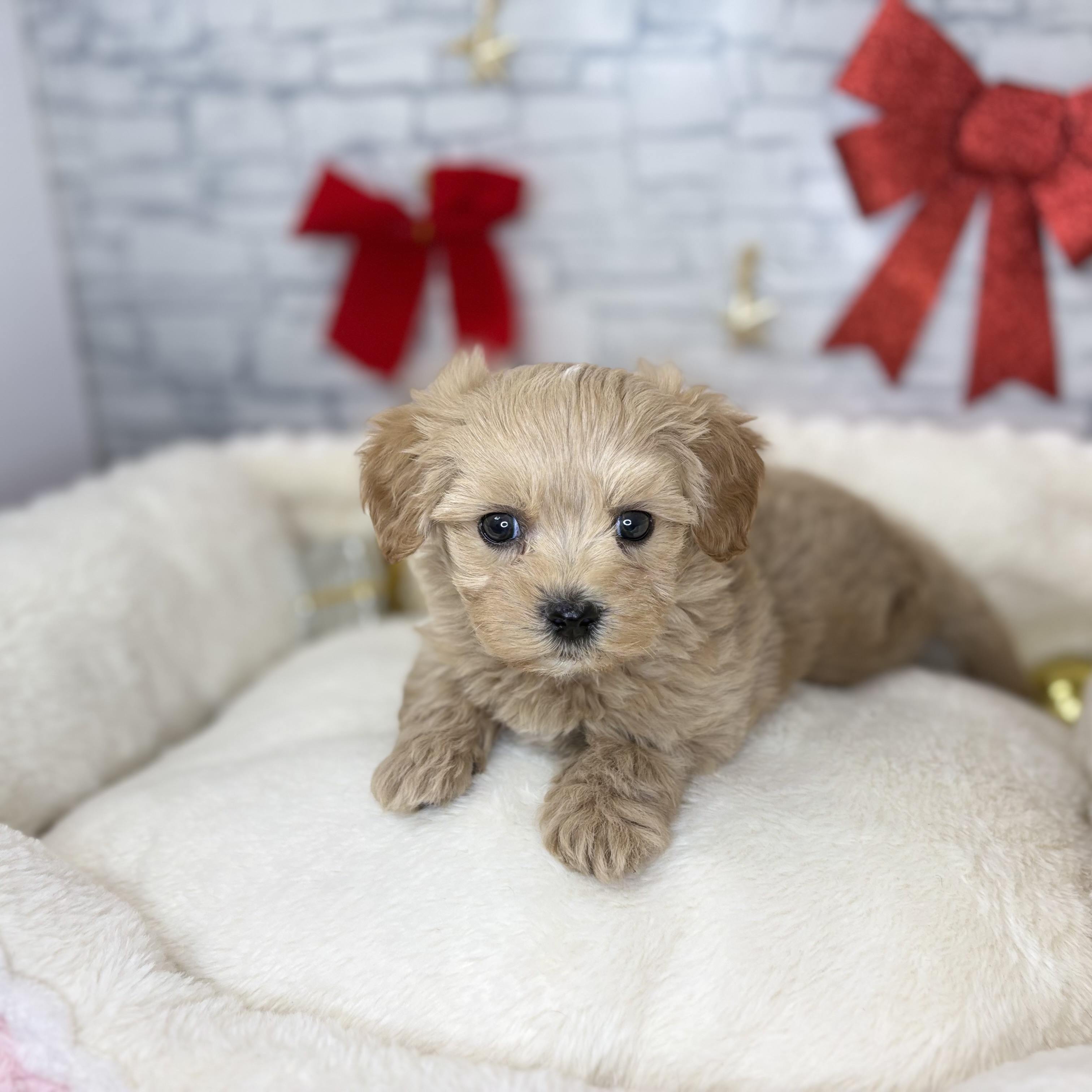 長野県のマルプー(マルチーズ×プードル) (犬の家＆猫の里長野店/2025年10月27日生まれ/男の子/クリームホワイト)の子犬の1枚目の画像