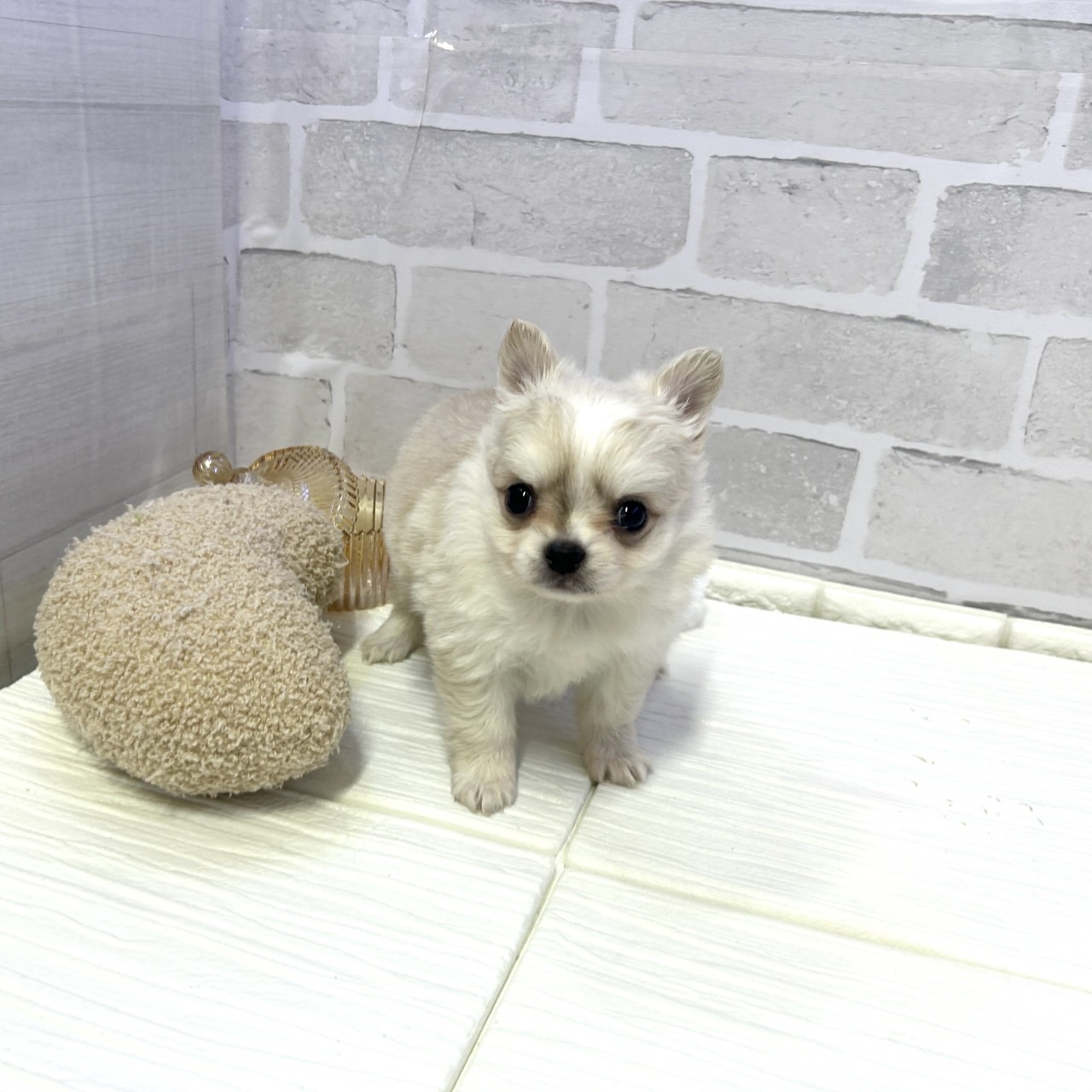 愛知県のポメチワ/チワポメ/ポメチー(ポメラニアン×チワワ) (犬の家＆猫の里岡崎店/2025年10月28日生まれ/男の子/クリームホワイト)の子犬の1枚目の画像