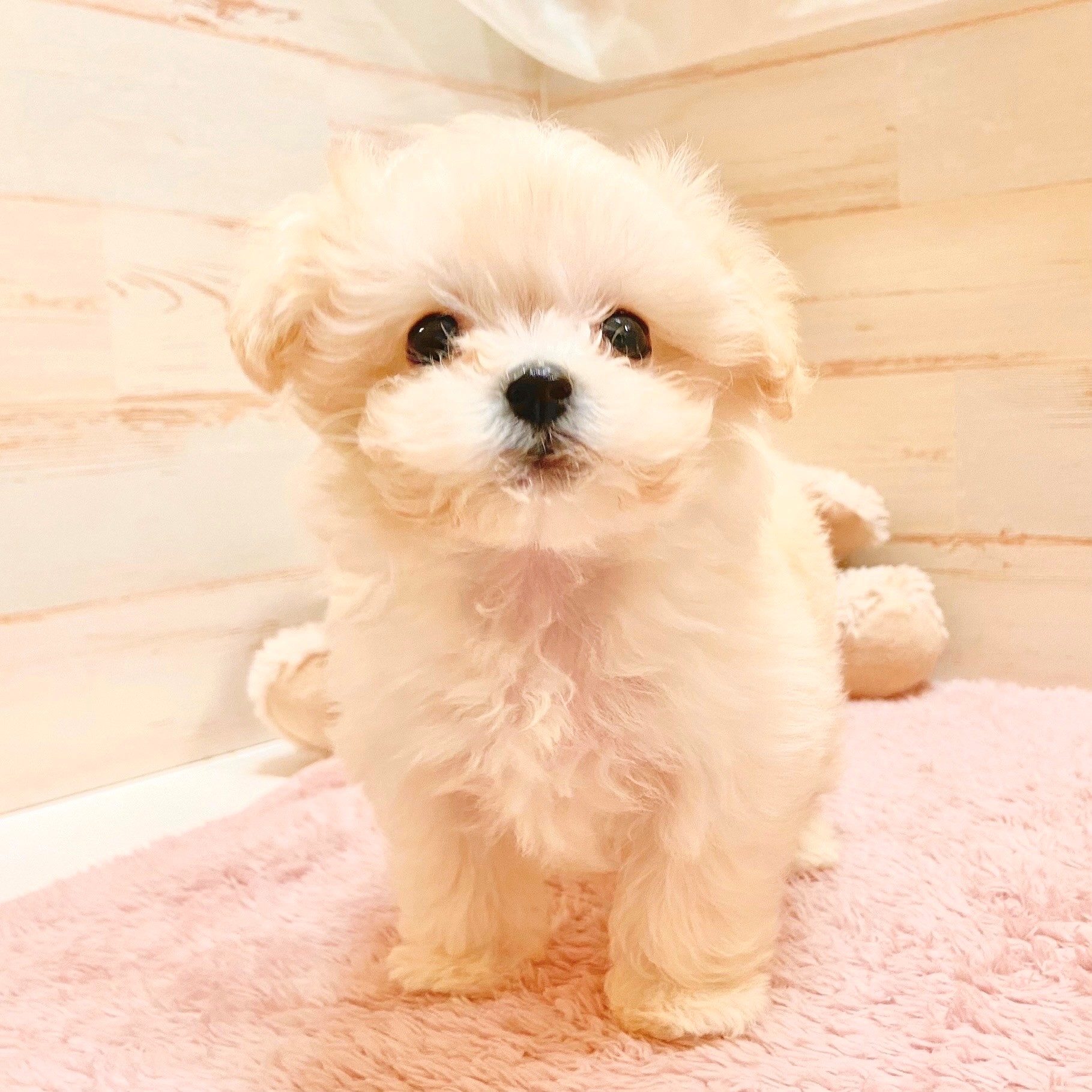 兵庫県のマルプー(マルチーズ×プードル) (犬の家＆猫の里神戸店/2025年10月28日生まれ/女の子/クリーム)の子犬