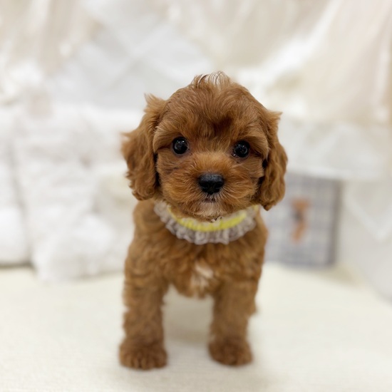 岐阜県のキャバプー(キャバリア×プードル) (犬の家＆猫の里カラフルタウン岐阜店/2025年11月2日生まれ/男の子/レッド)の子犬の1枚目の画像