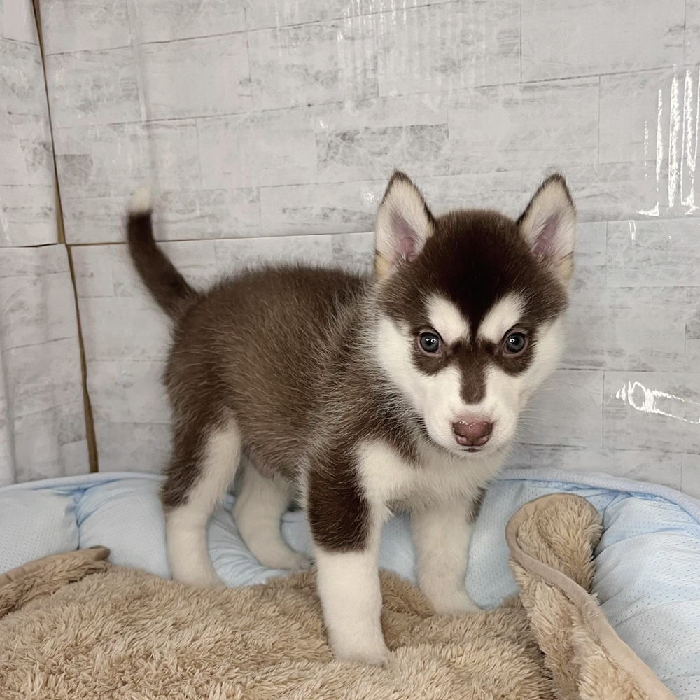 長野県のシベリアンハスキー (犬の家＆猫の里塩尻店/2025年11月3日生まれ/男の子/チョコレートホワイト)の子犬の1枚目の画像