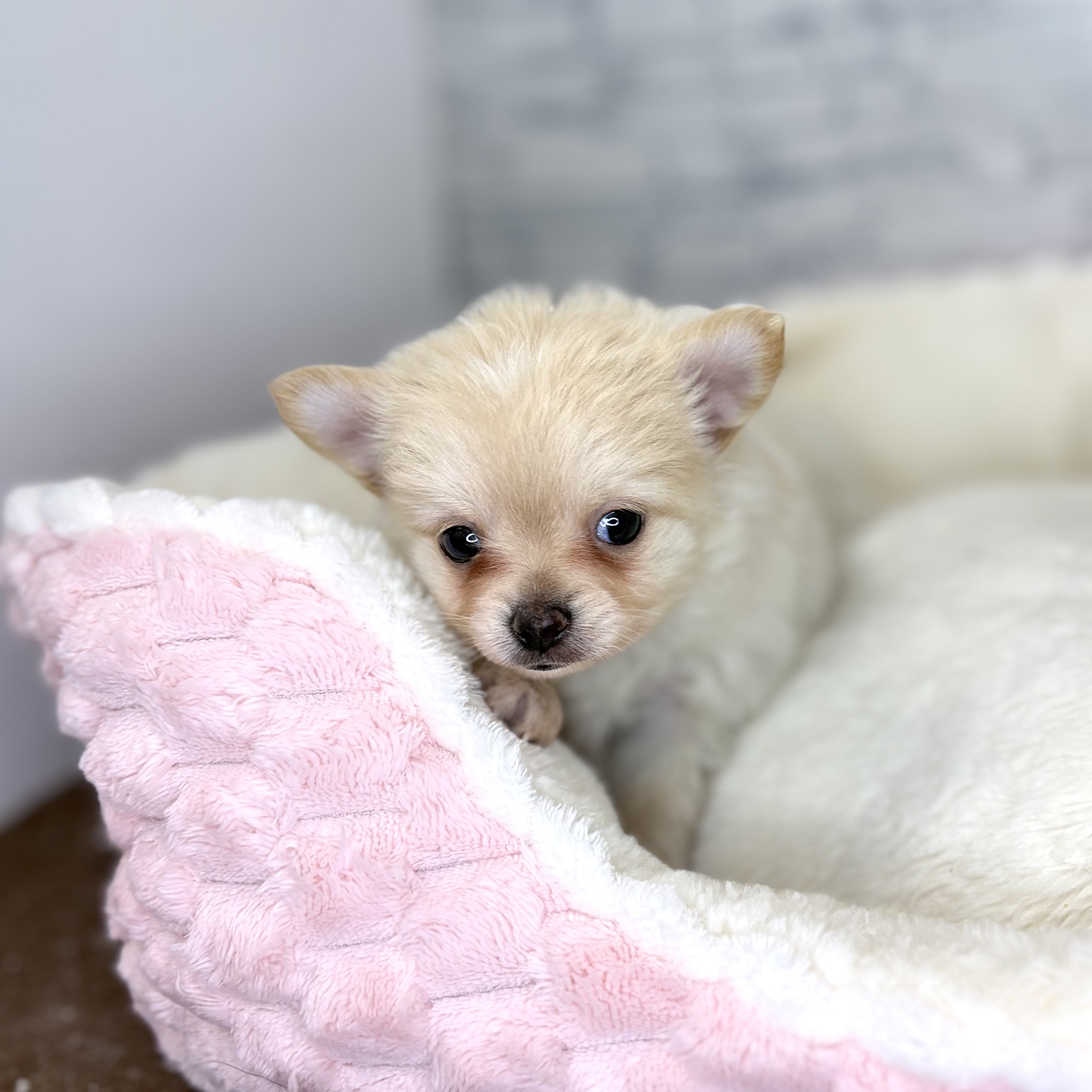 長野県のポメチワ/チワポメ/ポメチー(ポメラニアン×チワワ) (犬の家＆猫の里長野店/2025年11月2日生まれ/男の子/クリーム)の子犬の1枚目の画像