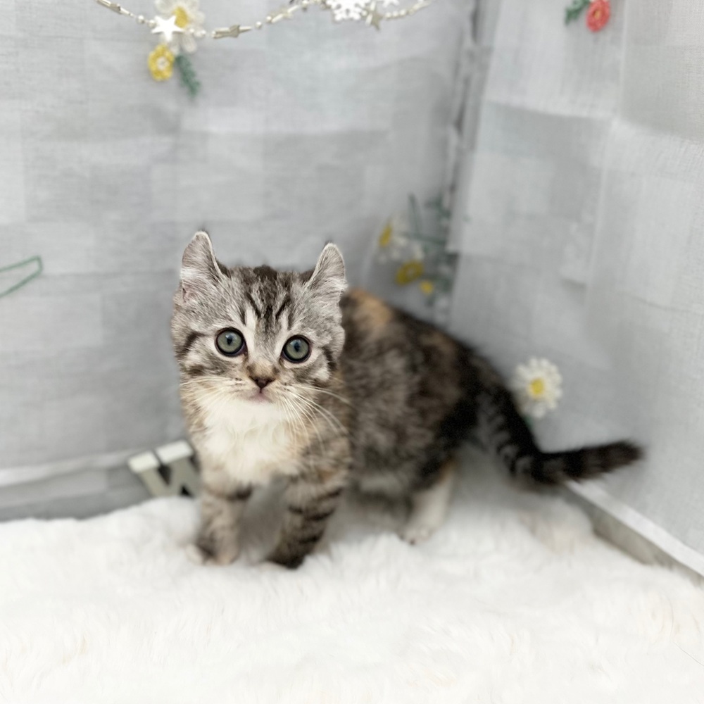 静岡県のキンカロー (犬の家＆猫の里MEGAドン・キホーテ袋井店/2025年11月1日生まれ/女の子/キャリコ)の子猫の1枚目の画像