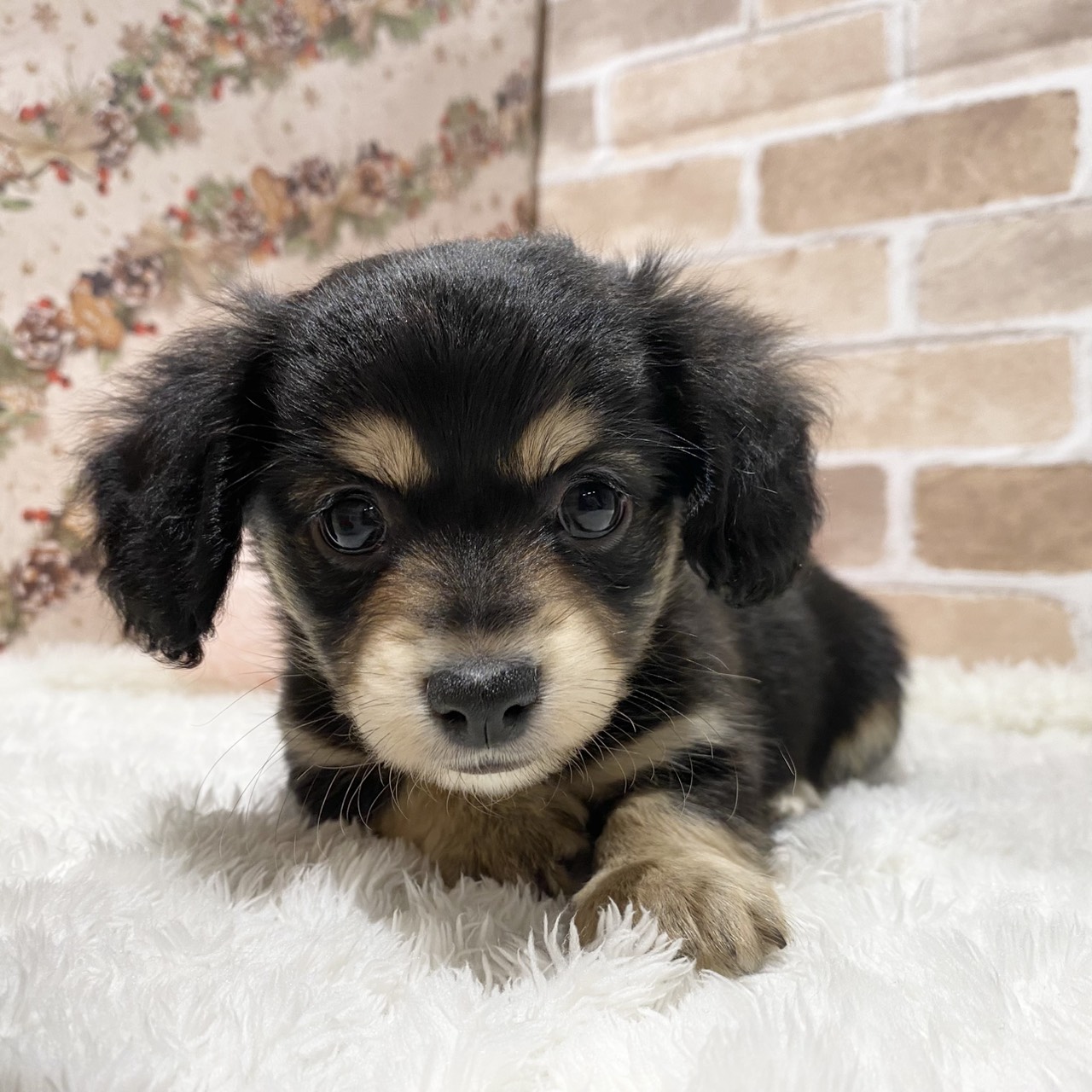 長野県のチワックス(チワワ×ダックス) (犬の家＆猫の里カインズ梓川店/2025年11月2日生まれ/男の子/ブラックタン)の子犬の1枚目の画像