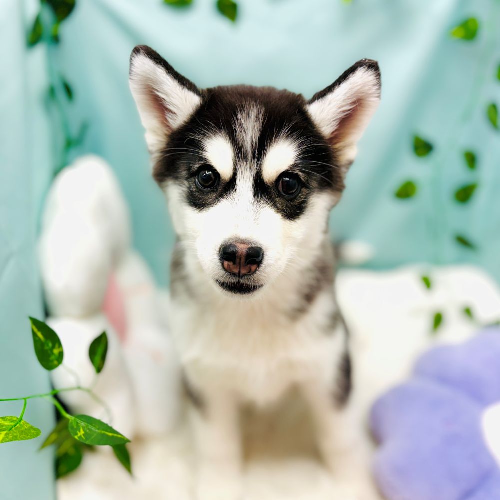 シベリアンハスキー女の子の写真