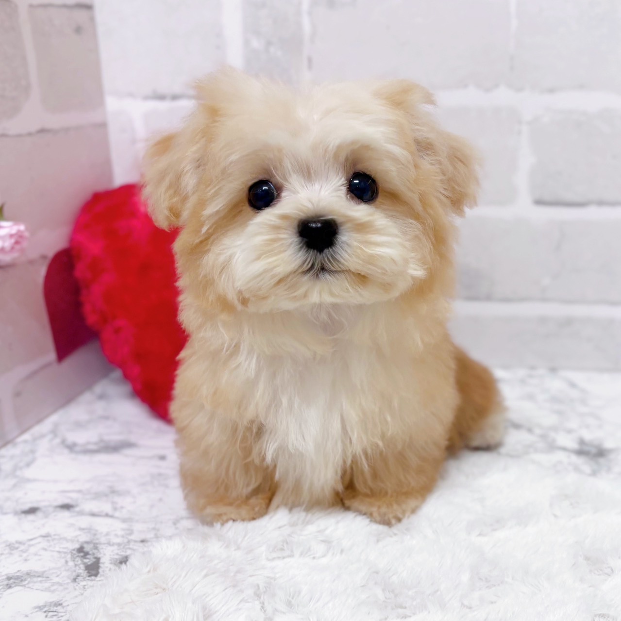 京都府のマルプー(マルチーズ×プードル) (犬の家＆猫の里京都精華店/2025年11月9日生まれ/男の子/クリーム)の子犬の1枚目の画像