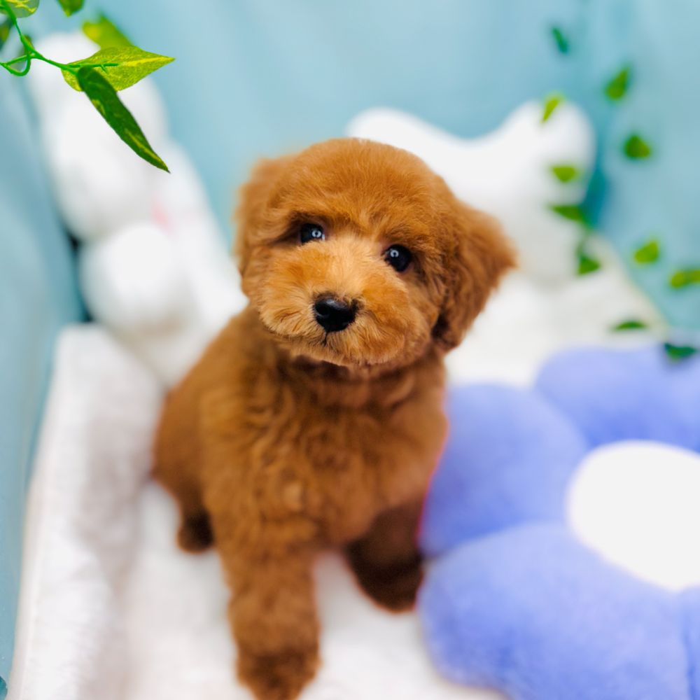 トイプードル女の子の写真