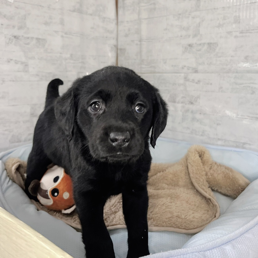 長野県のラブラドールレトリーバー (犬の家＆猫の里塩尻店/2025年11月10日生まれ/女の子/ブラック)の子犬の1枚目の画像