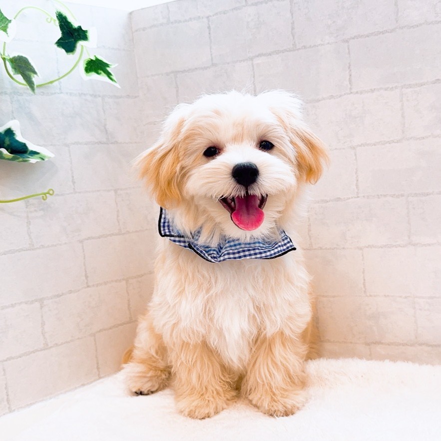 石川県のマルプー(マルチーズ×プードル) (犬の家＆猫の里金沢店/2025年11月10日生まれ/男の子/クリーム)の子犬の1枚目の画像