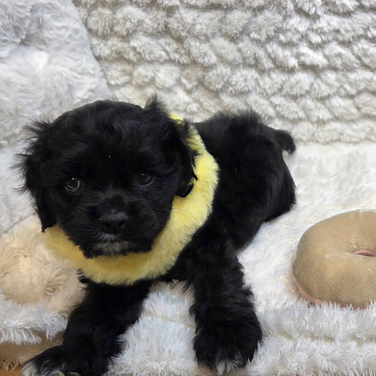 長野県のアメリカンコッカースパニエル (犬の家＆猫の里カインズ梓川店/2025年11月9日生まれ/女の子/ブラックホワイト)の子犬の1枚目の画像