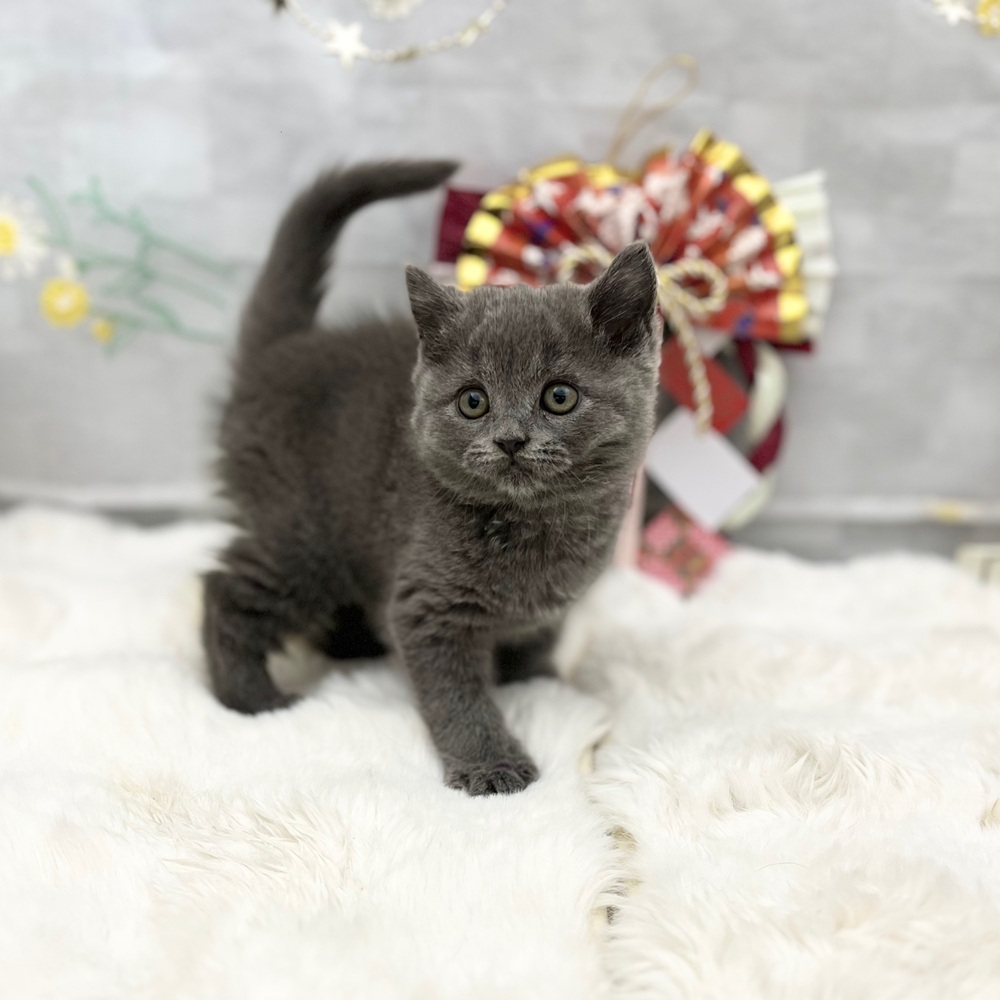 静岡県のブリティッシュショートヘアー (犬の家＆猫の里MEGAドン・キホーテ袋井店/2025年11月11日生まれ/男の子/ブルー)の子猫