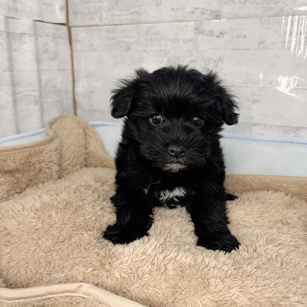 長野県のシュナマル/マルシュナ(シュナウザー×マルチーズ) (犬の家＆猫の里塩尻店/2025年11月11日生まれ/男の子/ブラックホワイト)の子犬の1枚目の画像