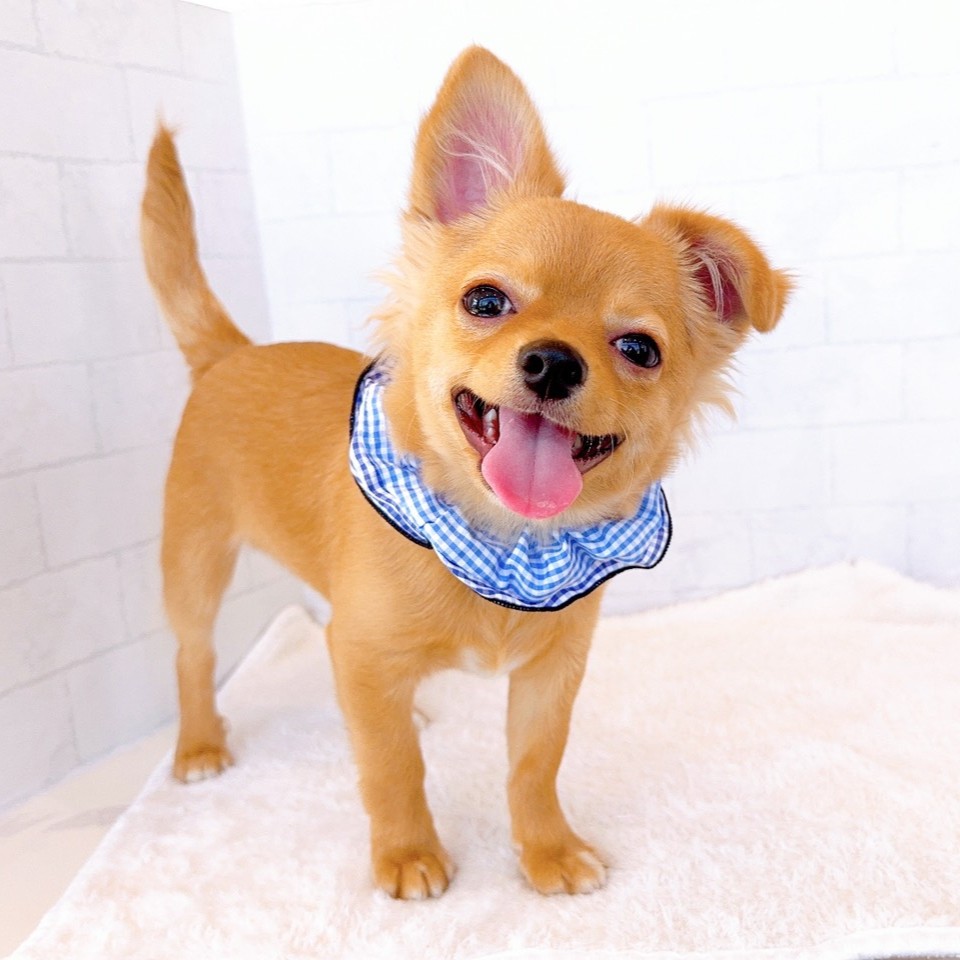 石川県のチワワ(ロング) (犬の家＆猫の里金沢店/2025年11月14日生まれ/男の子/オレンジ)の子犬の1枚目の画像