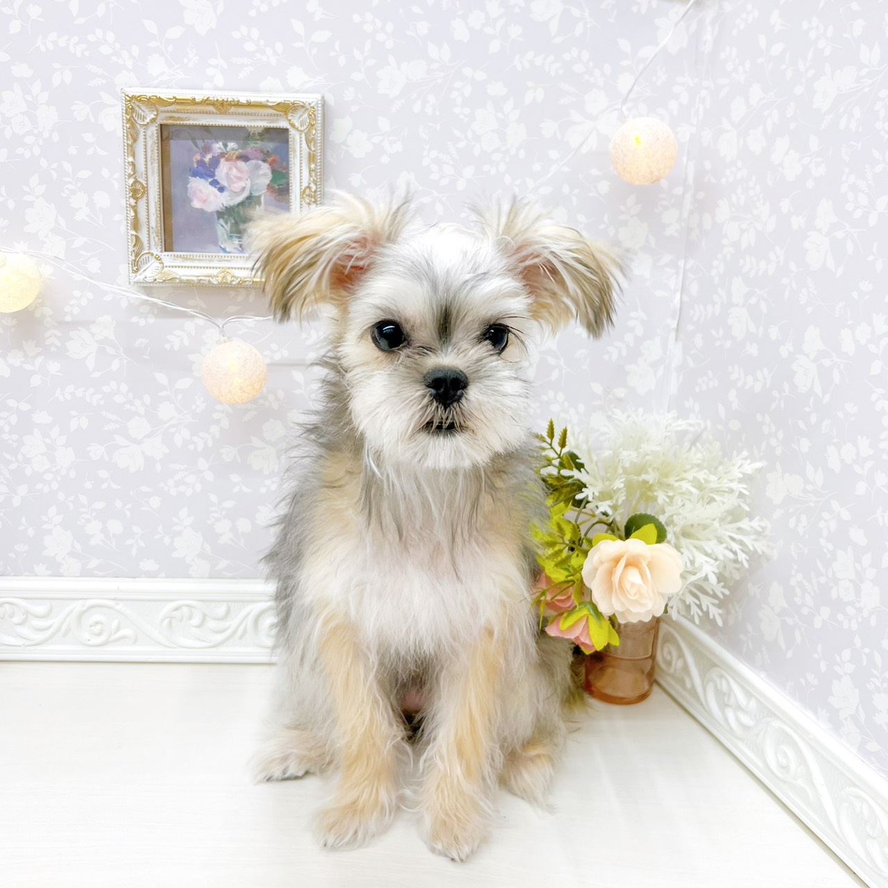 富山県のハーフ犬・ミックス犬 (犬の家＆猫の里アミーゴ山室店/2025年11月15日生まれ/女の子/フォーン)の子犬の1枚目の画像