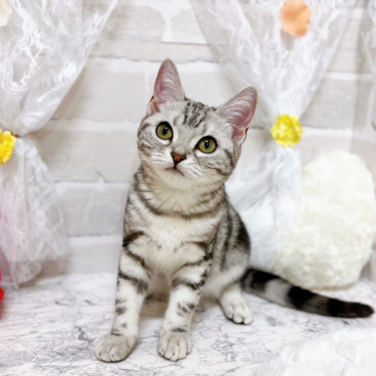 京都府のアメリカンショートヘアー (犬の家＆猫の里京都精華店/2025年11月14日生まれ/女の子/シルバータビー)の子猫の1枚目の画像