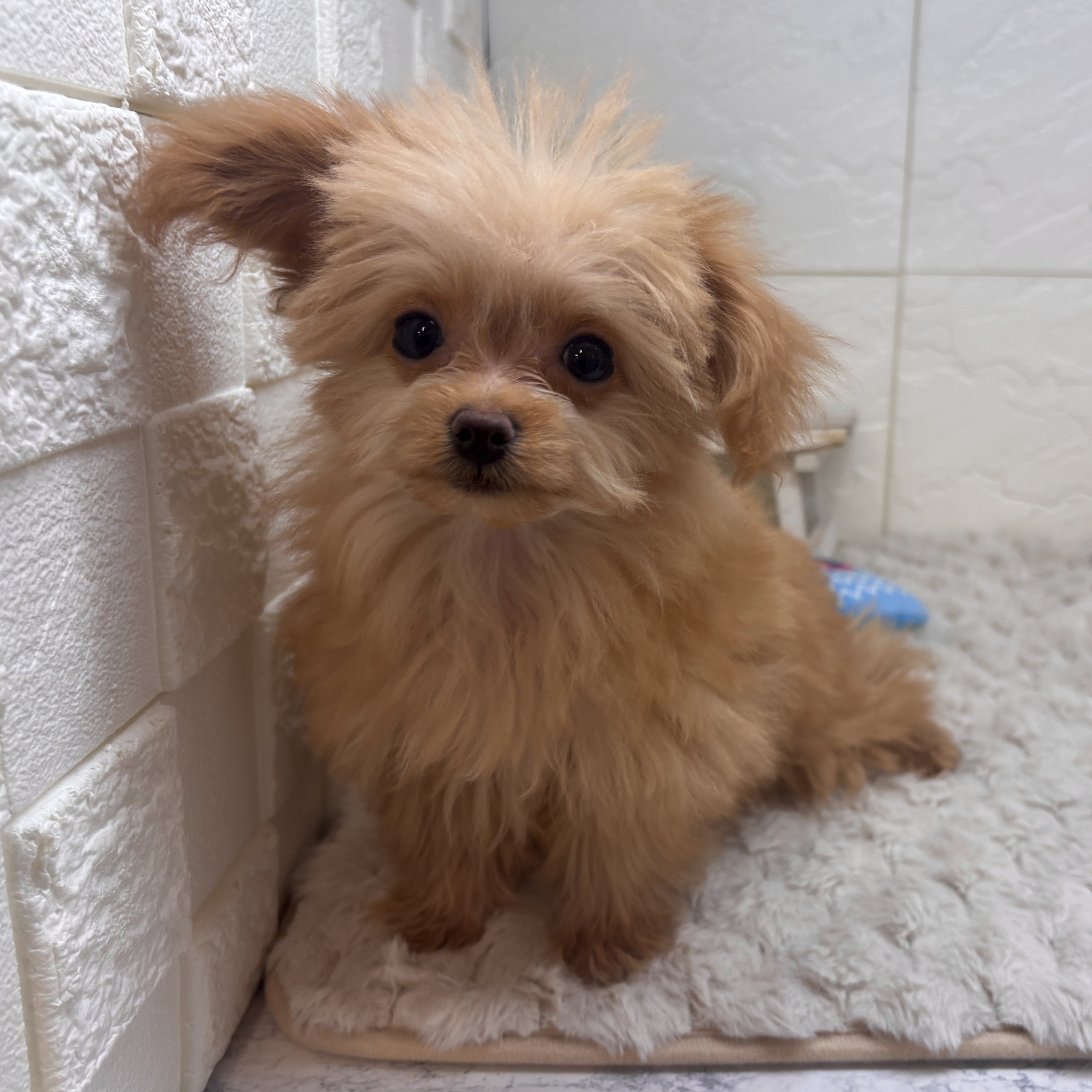 兵庫県のチワプー/プーチー(チワワ×プードル) (犬の家＆猫の里ゆめタウン姫路店/2025年11月20日生まれ/女の子/オレンジフォーン)の子犬の1枚目の画像