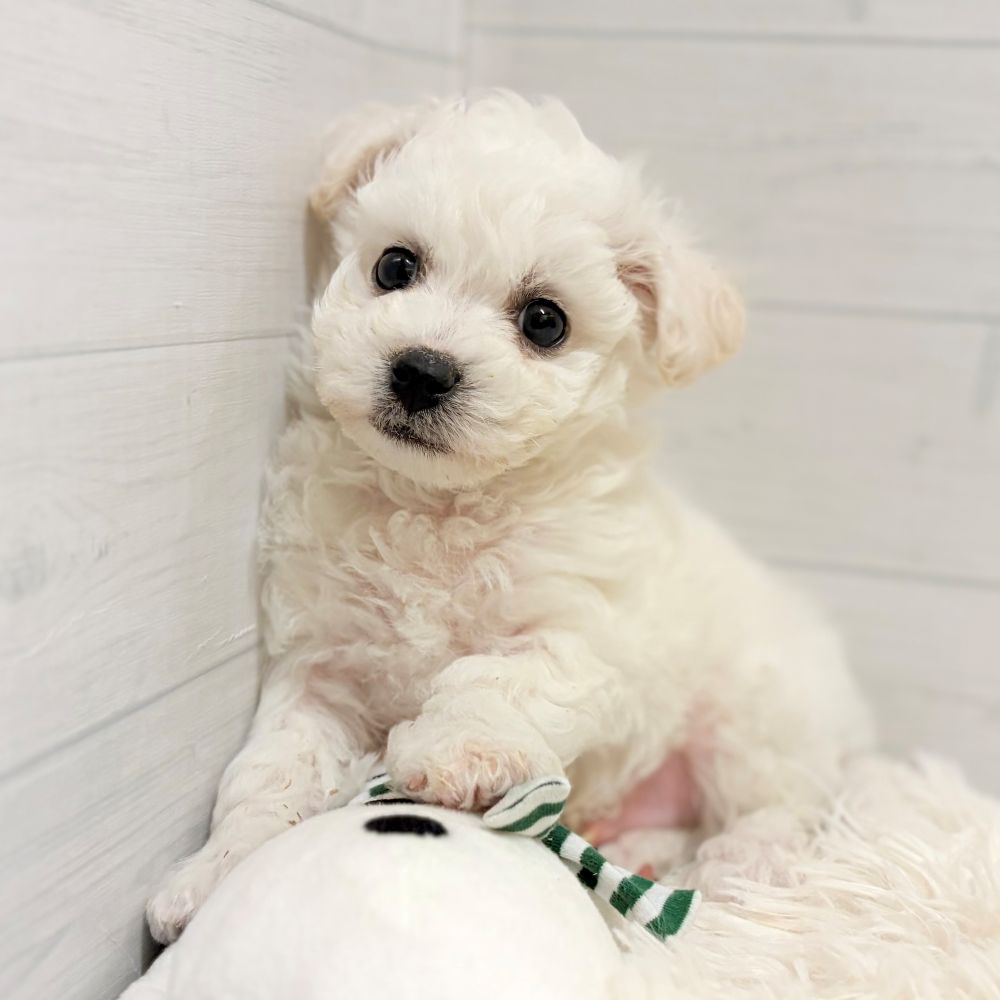 愛知県のビションフリーゼ (犬の家＆猫の里豊田店/2025年11月21日生まれ/男の子/ホワイト)の子犬の1枚目の画像