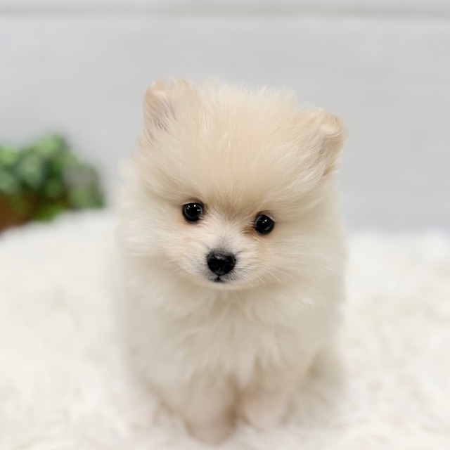 ポメラニアン女の子の写真