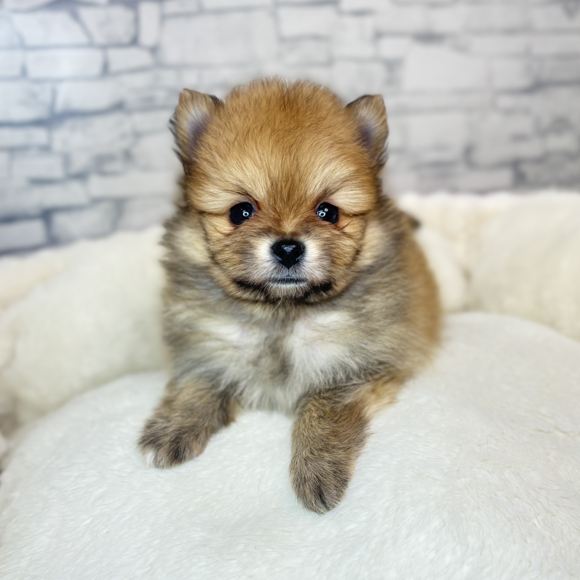 長野県のポメラニアン (犬の家＆猫の里長野店/2025年11月24日生まれ/男の子/オレンジ)の子犬の1枚目の画像