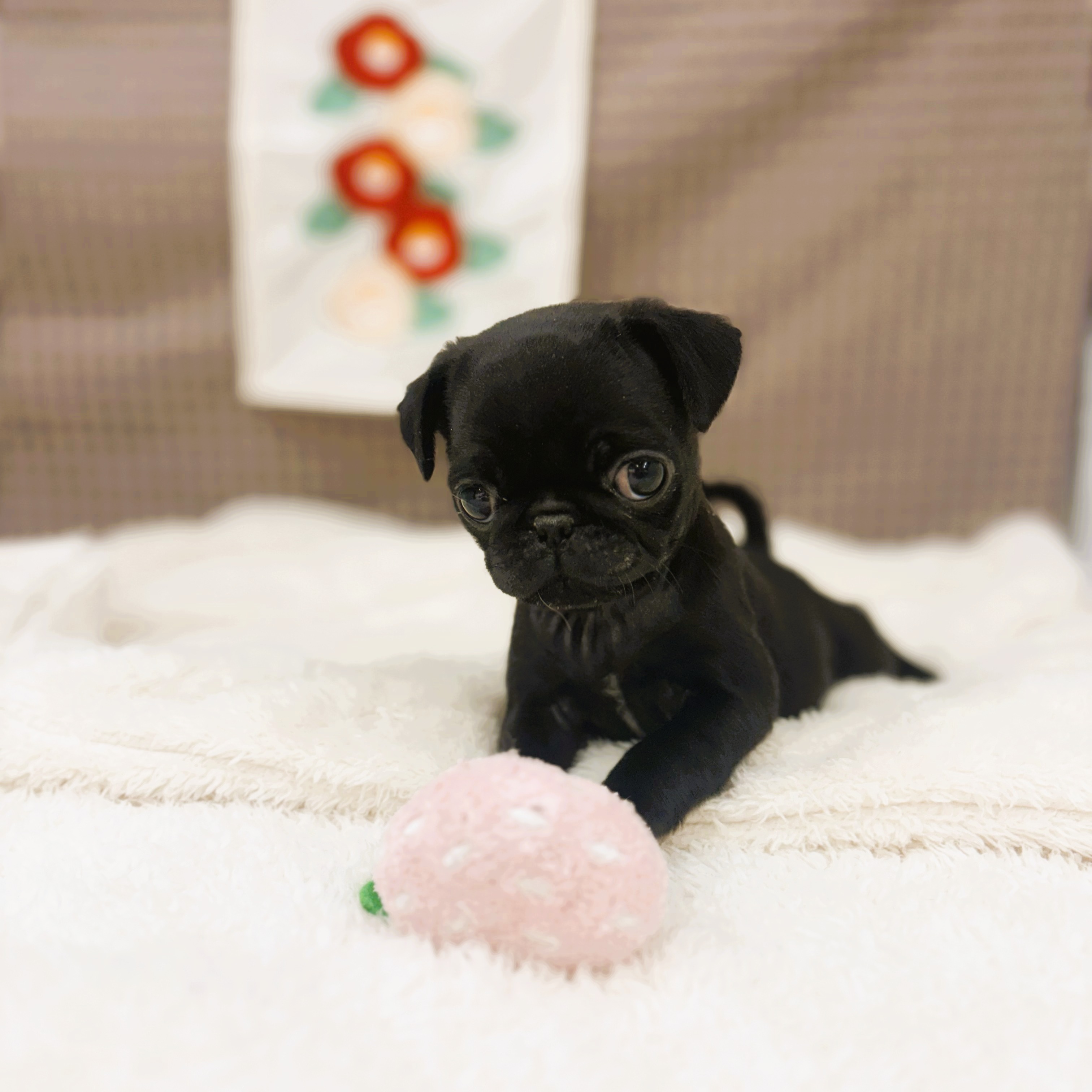 パグ女の子の写真