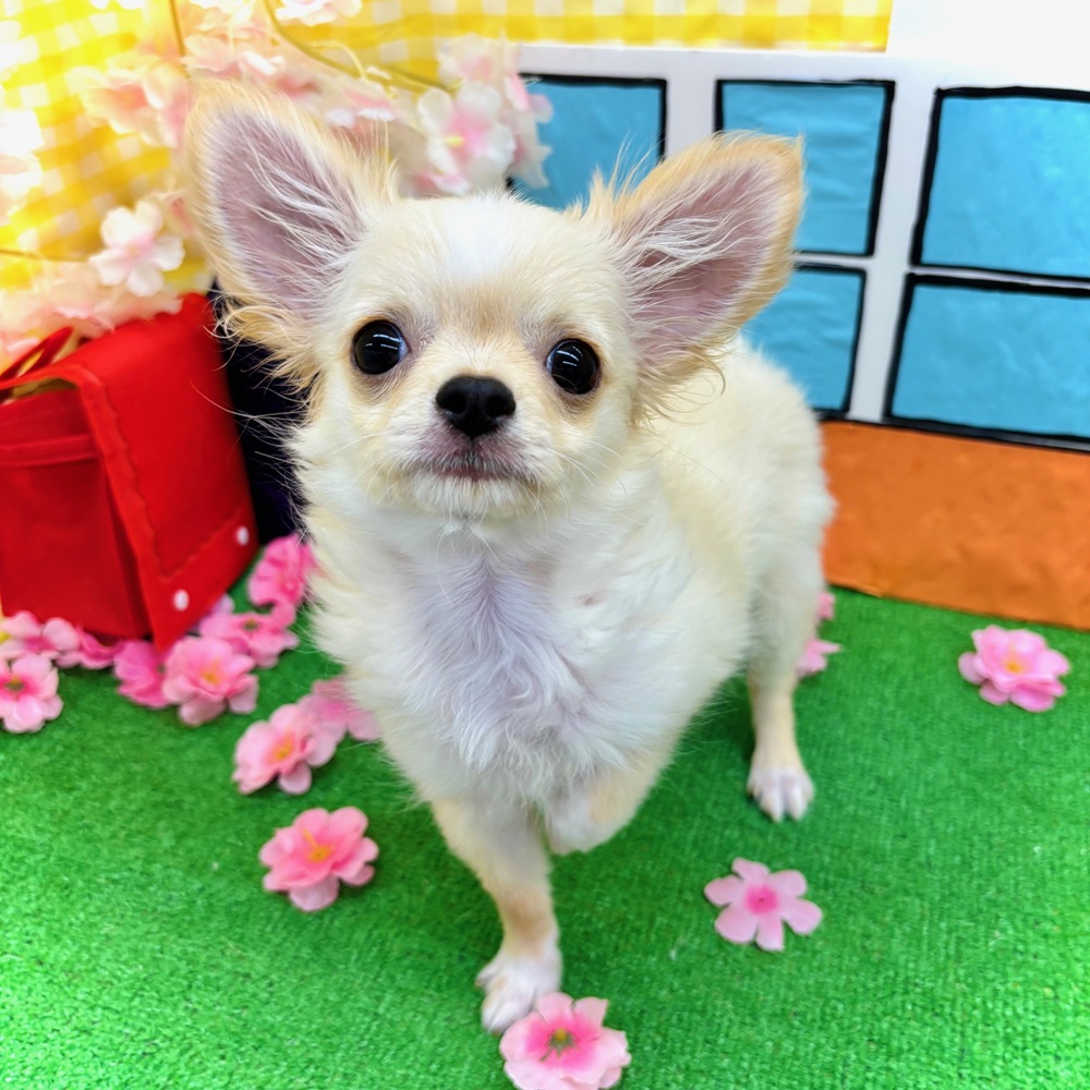 愛知県のチワワ(ロング) (犬の家＆猫の里名古屋天白店/2025年11月25日生まれ/男の子/クリームホワイト)の子犬の1枚目の画像