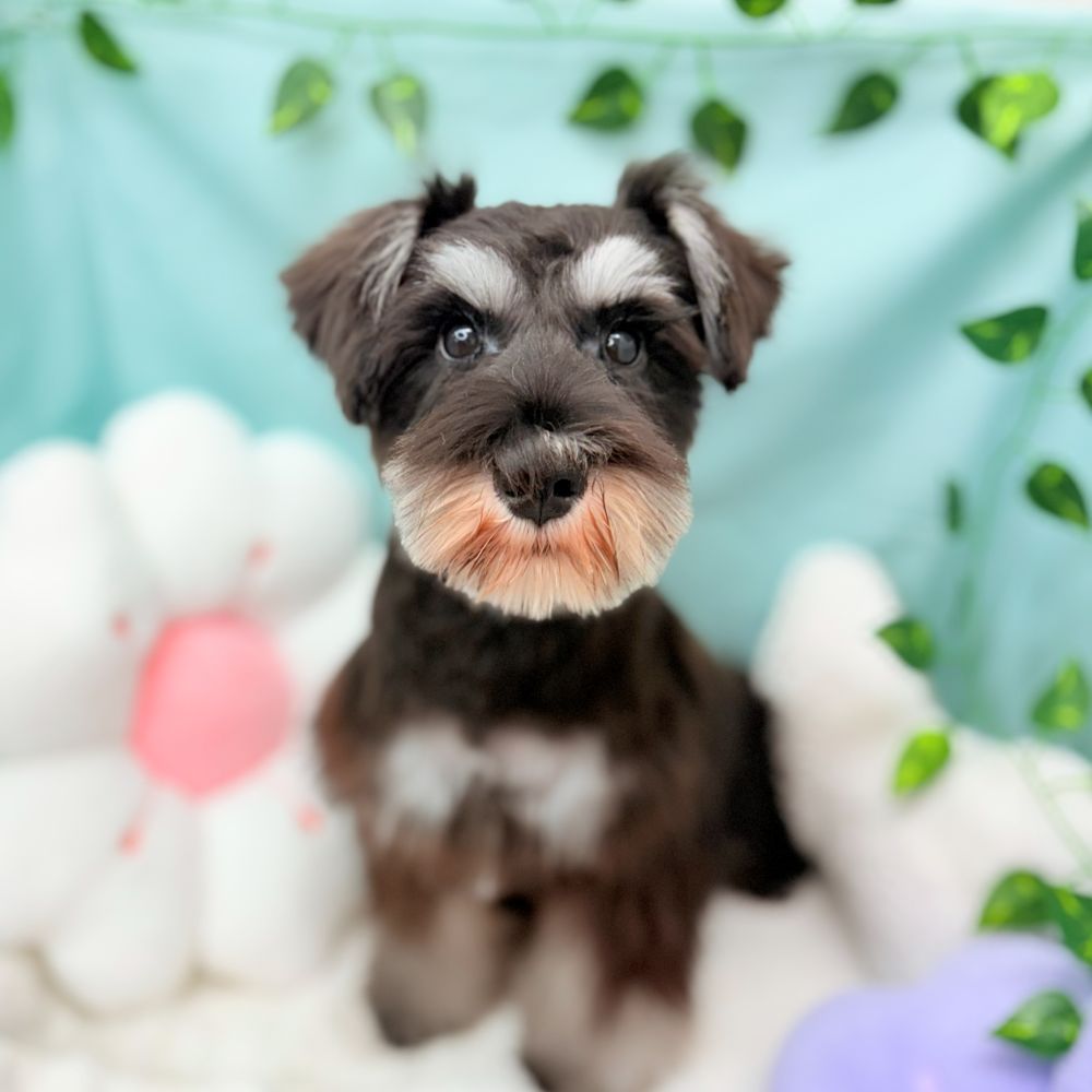 愛知県のミニチュアシュナウザー (犬の家＆猫の里愛知刈谷店/2025年11月24日生まれ/男の子/ブラックシルバー)の子犬の1枚目の画像