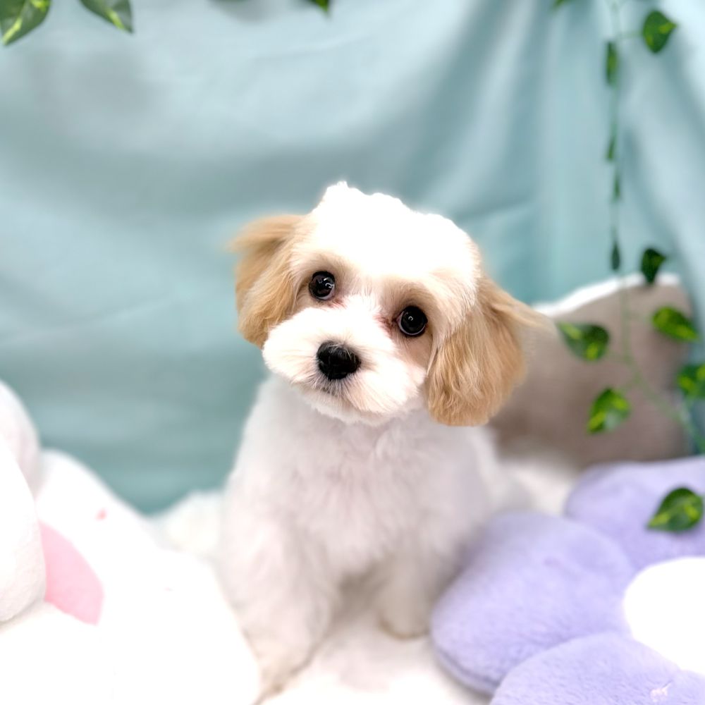 ハーフ犬男の子の写真