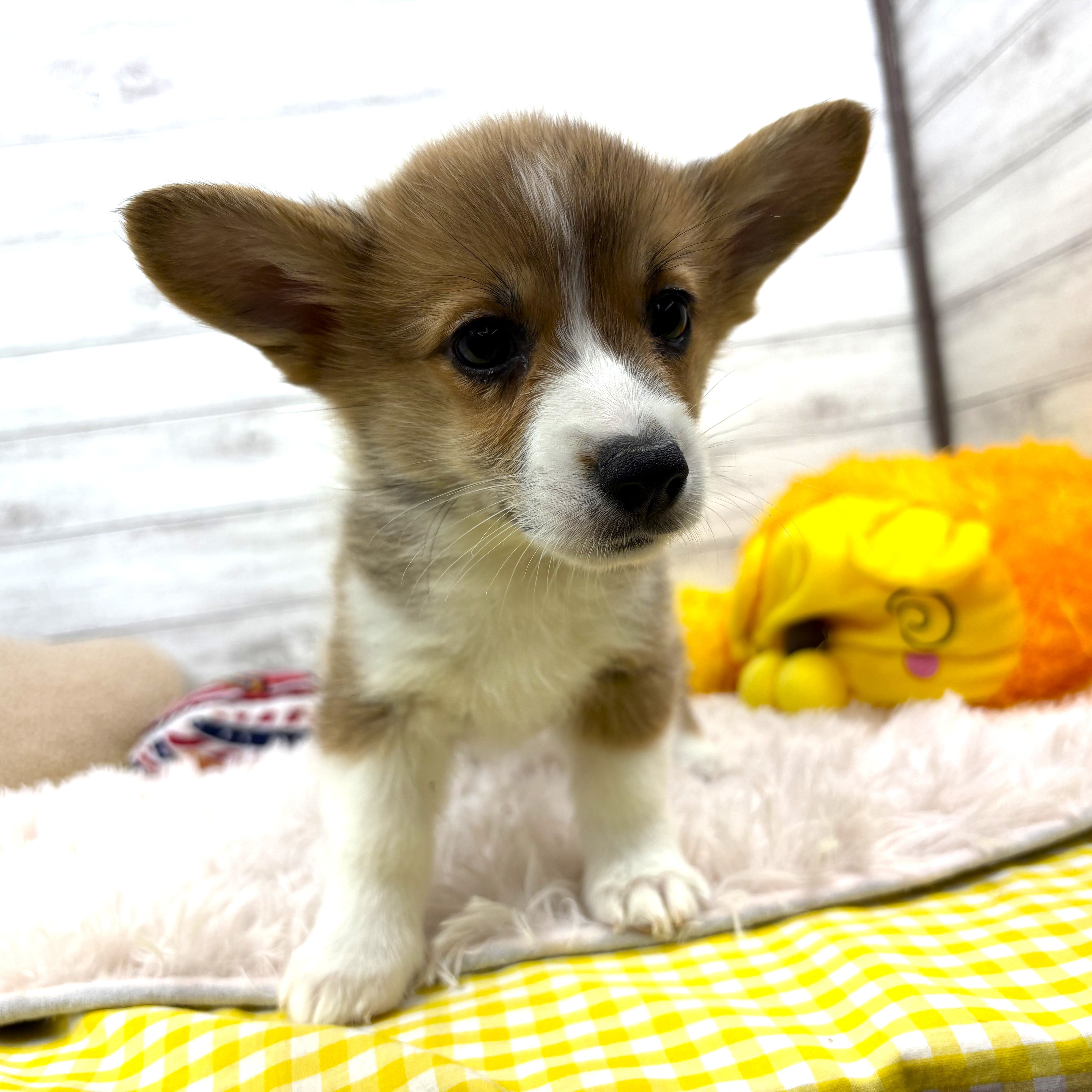 コーギー女の子の写真