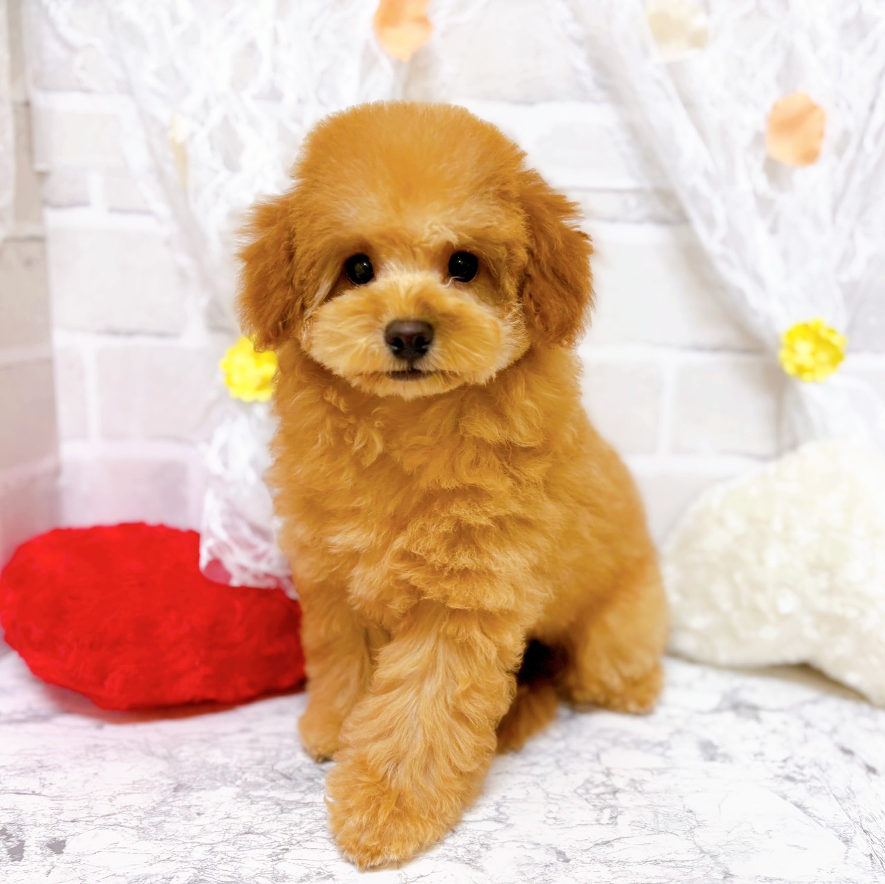 京都府のトイプードル(トイ) (犬の家＆猫の里京都精華店/2025年11月27日生まれ/男の子/オレンジフォーン)の子犬の1枚目の画像