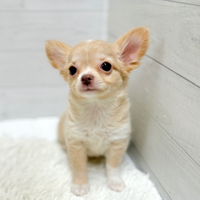 愛知県のチワワ(ロング) (犬の家＆猫の里豊田店/2025年12月2日生まれ/女の子/クリームホワイト)の子犬の1枚目の画像