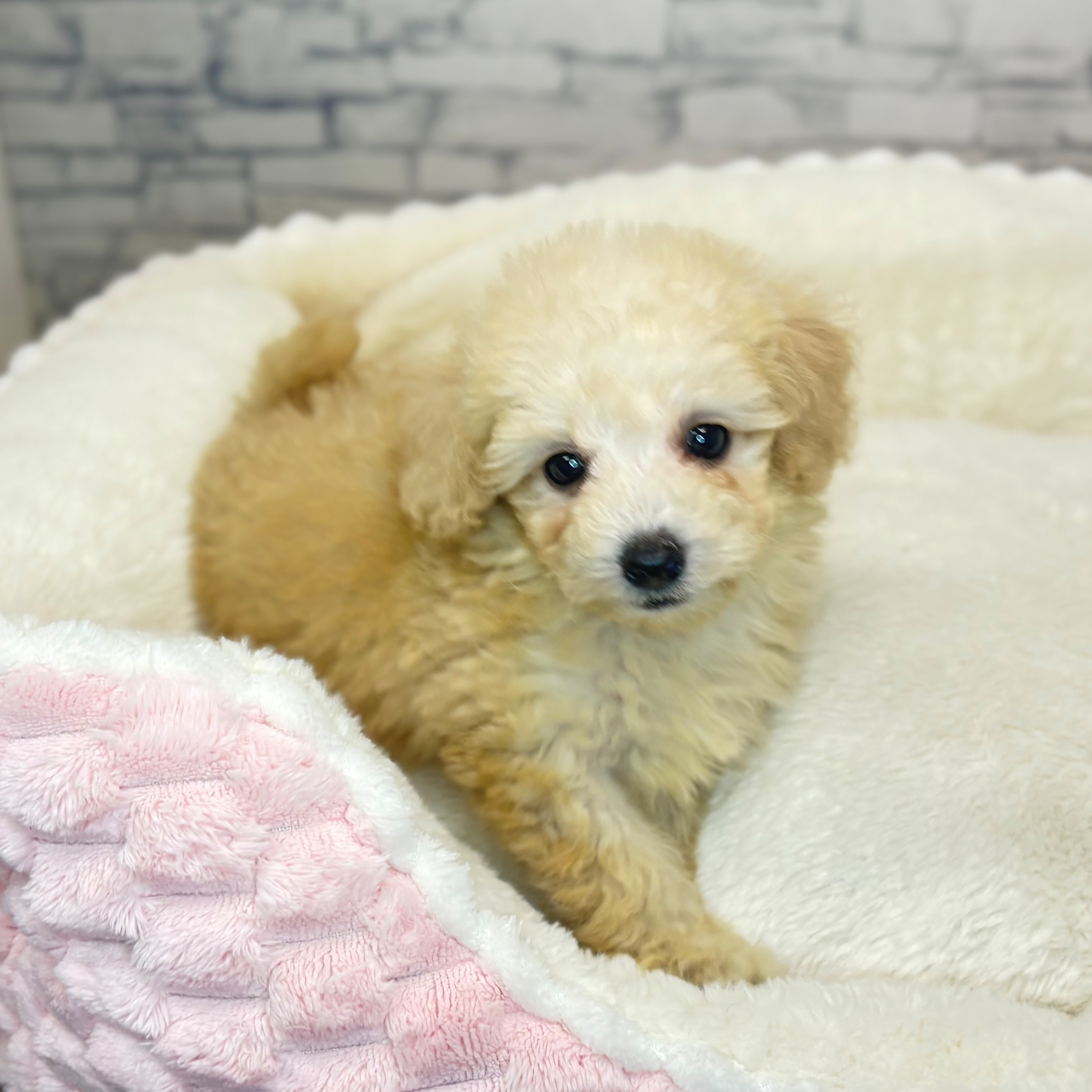 トイプードル男の子の写真