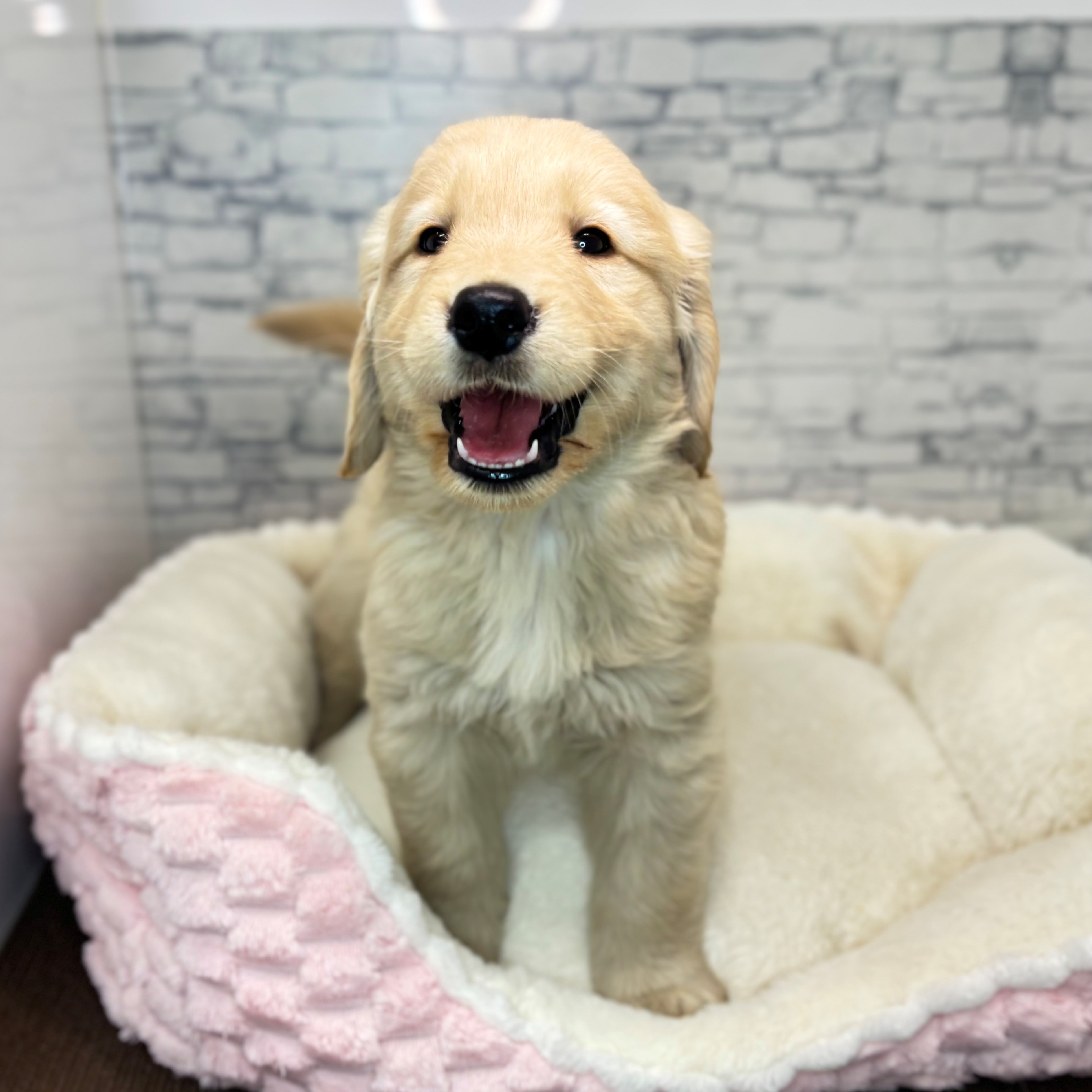 長野県のゴールデンレトリバー (犬の家＆猫の里長野店/2025年12月2日生まれ/男の子/ゴールデン)の子犬