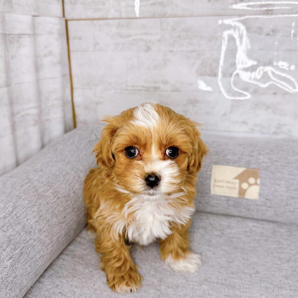 ハーフ犬男の子の写真