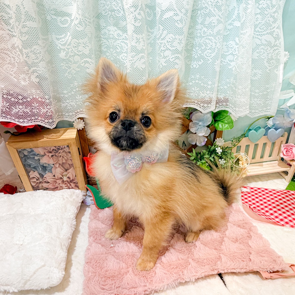 静岡県のポメチワ/チワポメ/ポメチー(ポメラニアン×チワワ) (犬の家＆猫の里富士店/2025年12月1日生まれ/男の子/オレンジ)の子犬の1枚目の画像