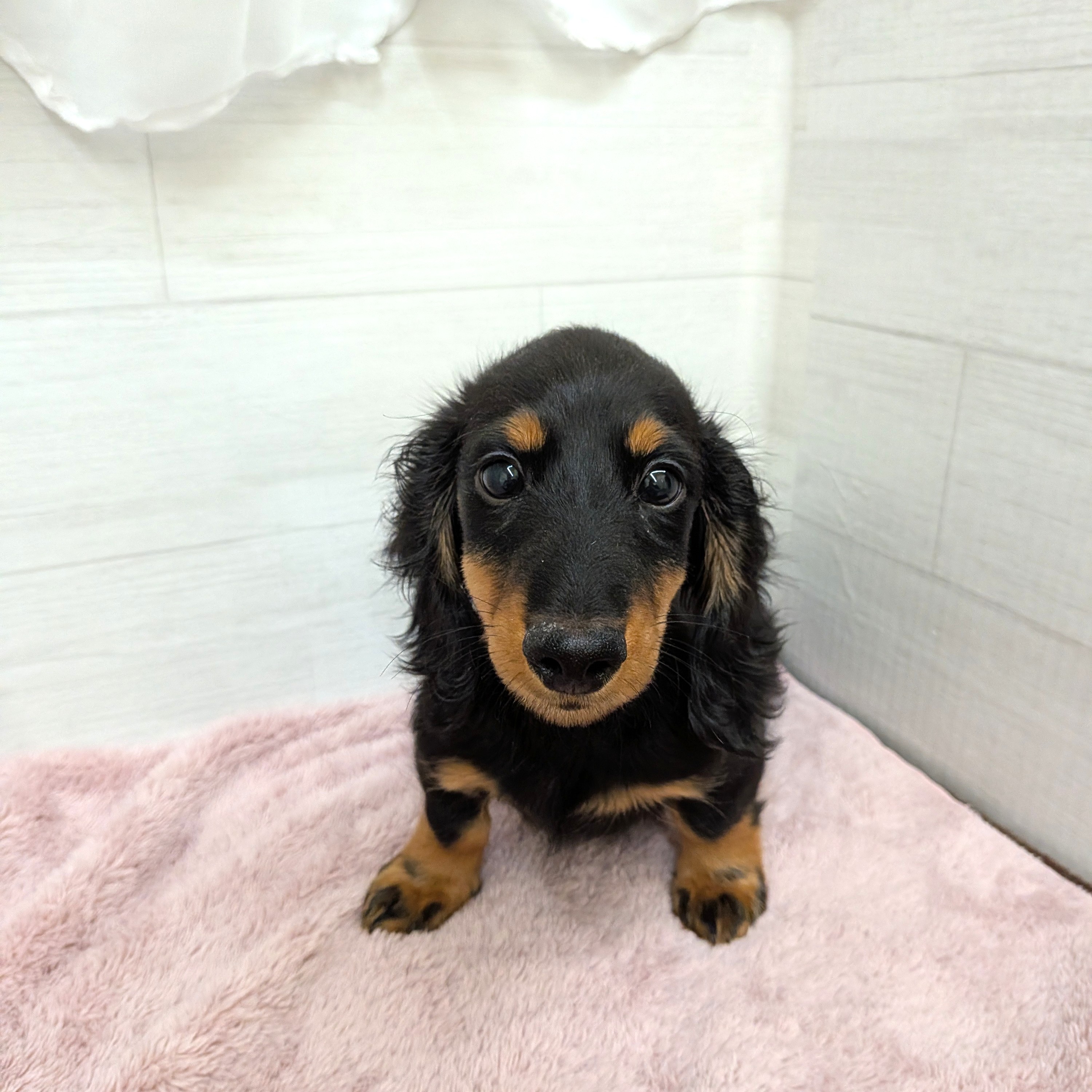 愛知県のミニチュアダックスフンド(ロング) (犬の家＆猫の里碧南店/2025年12月2日生まれ/男の子/ブラックタン)の子犬の1枚目の画像