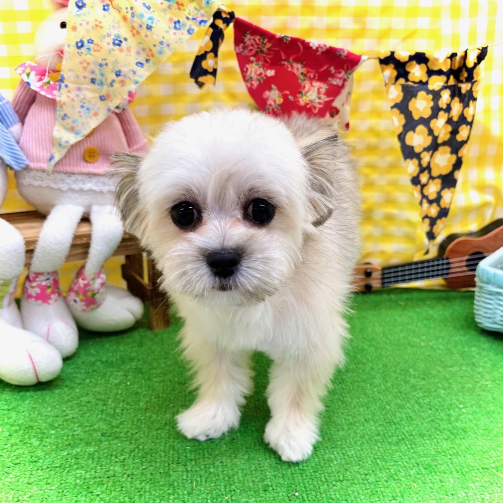 愛知県のチワマル/マルチワ(チワワ×マルチーズ) (犬の家＆猫の里名古屋天白店/2025年12月1日生まれ/女の子/フォーンホワイト)の子犬の1枚目の画像
