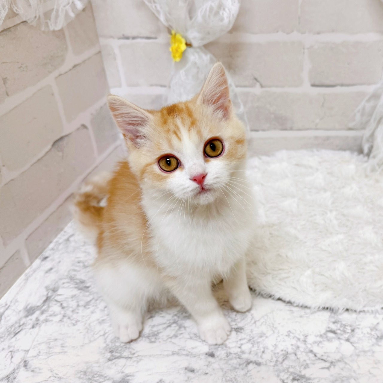 京都府のスコティッシュフォールド (犬の家＆猫の里京都精華店/2025年12月4日生まれ/男の子/レッドタビーホワイト)の子猫の1枚目の画像