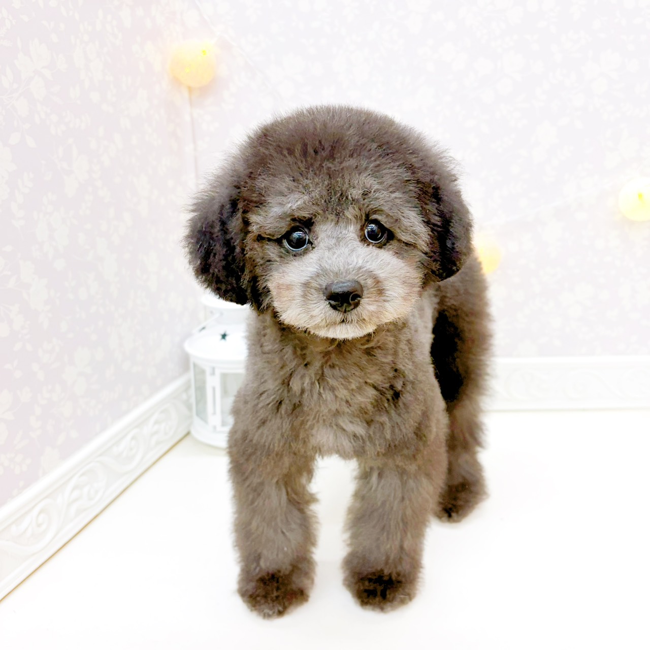 富山県のトイプードル(トイ) (犬の家＆猫の里富山店/2025年12月4日生まれ/女の子/グレー)の子犬の1枚目の画像