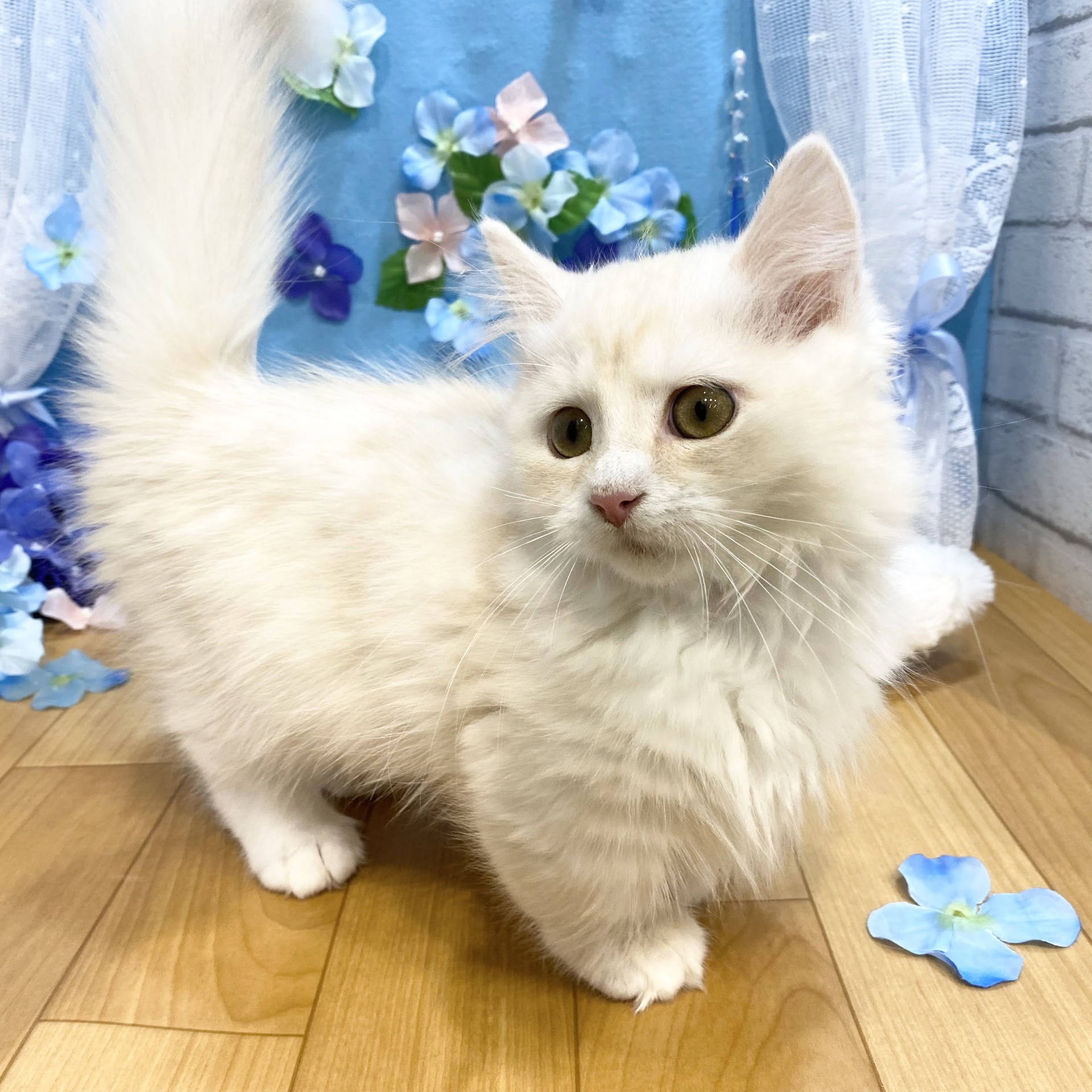 長野県のマンチカン (犬の家＆猫の里カインズ梓川店/2026年2月5日生まれ/男の子/クリームタビー)の子猫の1枚目の画像