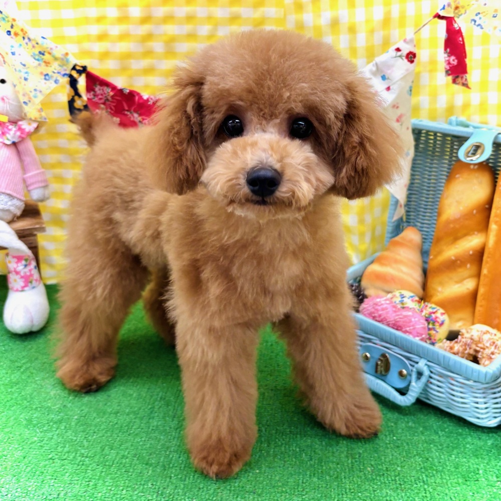 愛知県のトイプードル(トイ) (犬の家＆猫の里名古屋天白店/2025年12月11日生まれ/男の子/レッド)の子犬の1枚目の画像