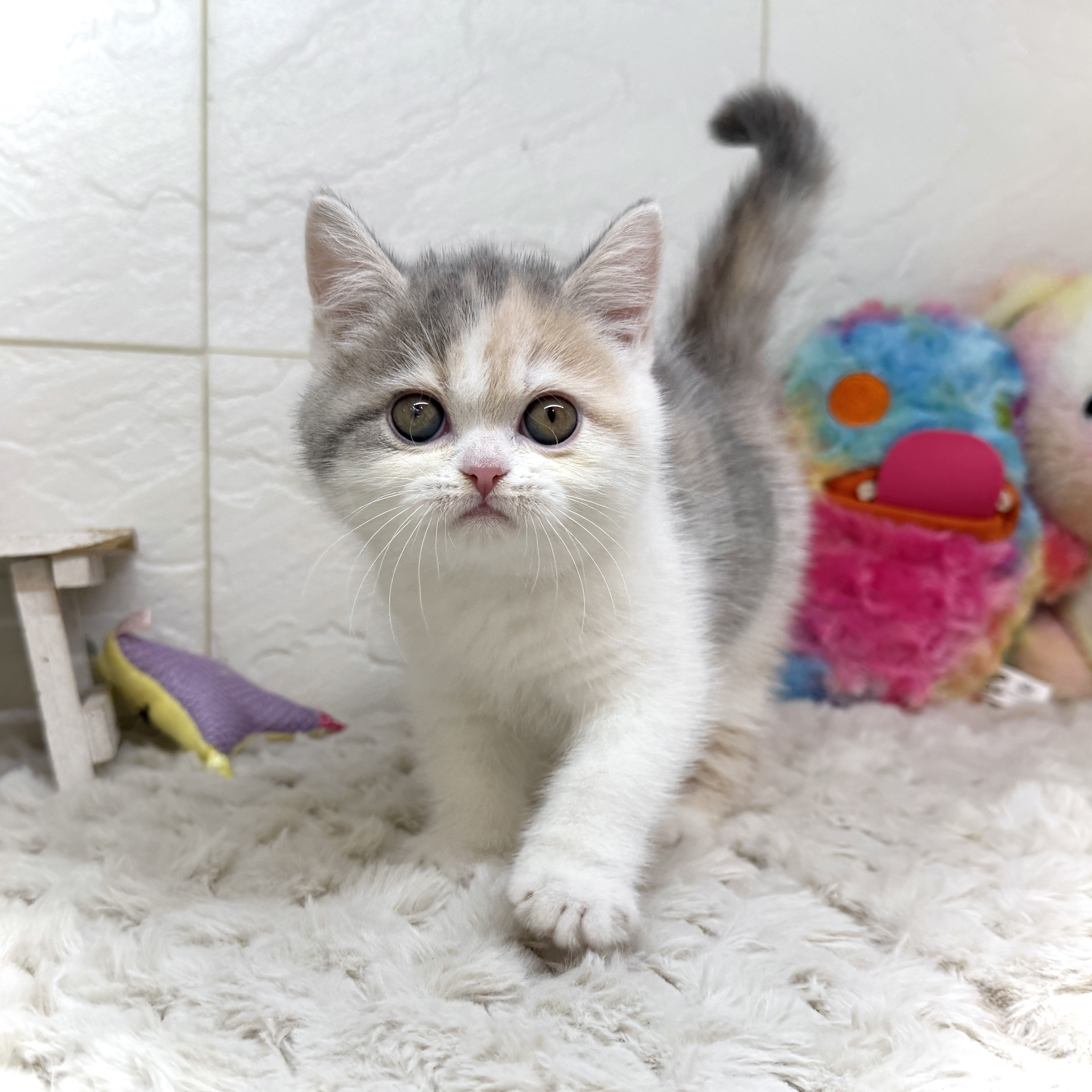 兵庫県のエキゾチック (犬の家＆猫の里ゆめタウン姫路店/2025年12月20日生まれ/女の子/ダイリュートキャリコ)の子猫の1枚目の画像